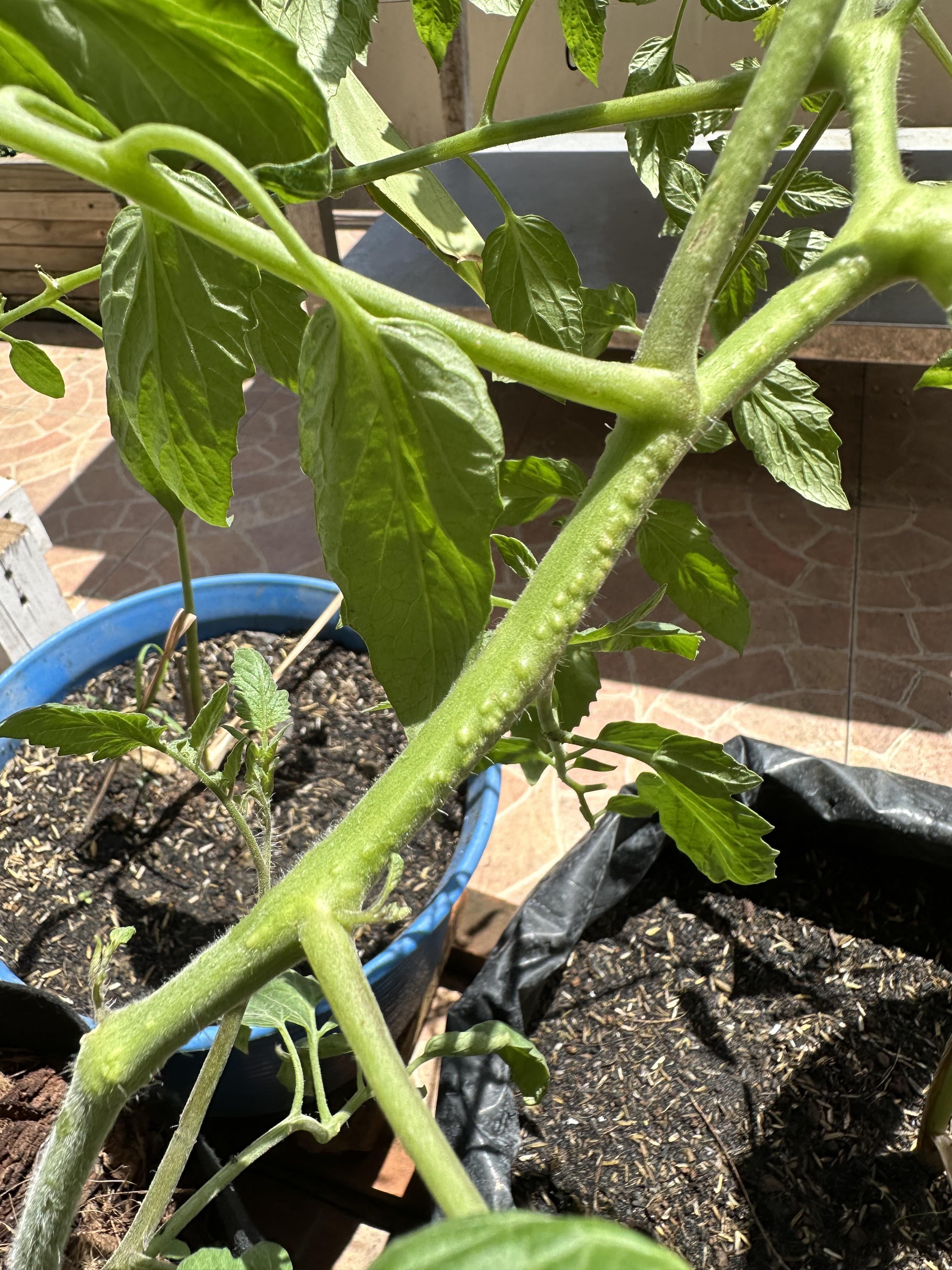 Are These Bumps Normal For A Tomato Plant Stem Dining And Cooking