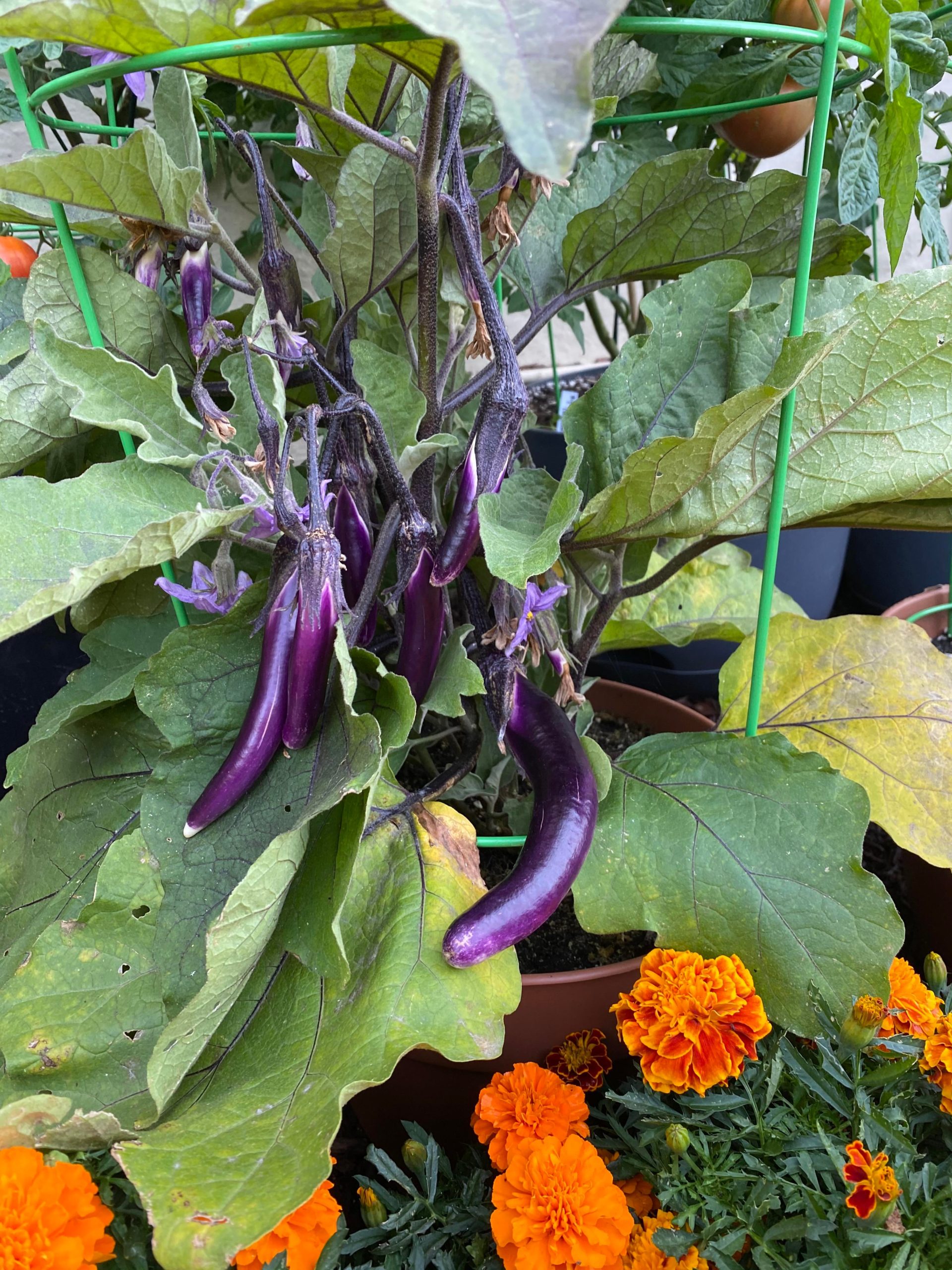 Any idea why my tomato plant's leaves are turning yellow ...