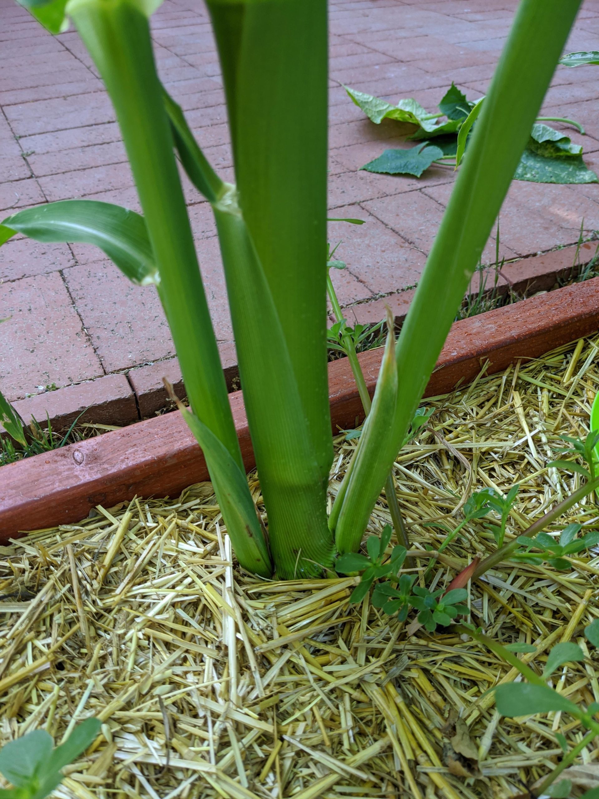 What Do Young Corn Stalks Look Like