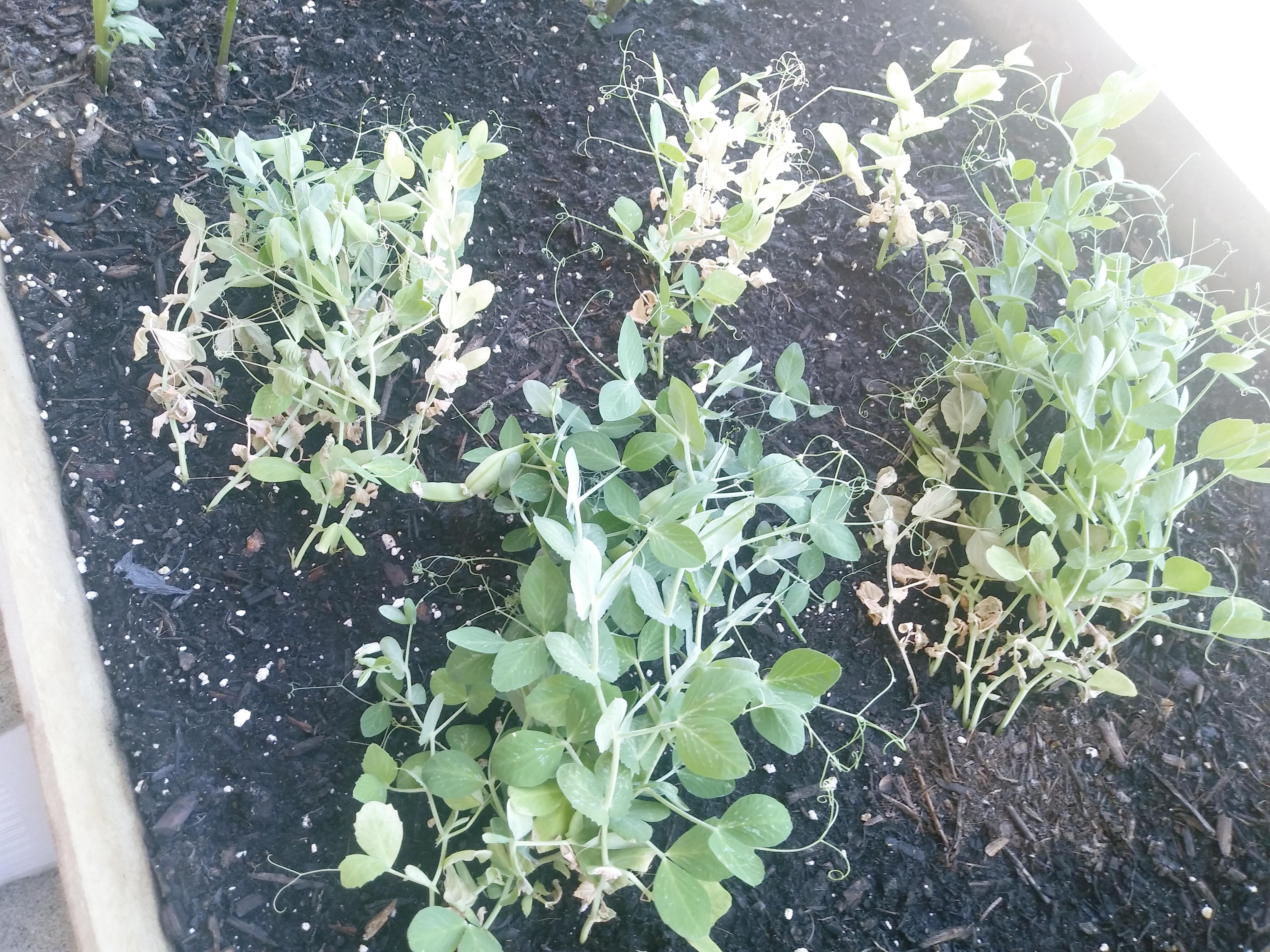 Should I Begin Thinning Out These Pumpkin Plants Im Worried Theyre