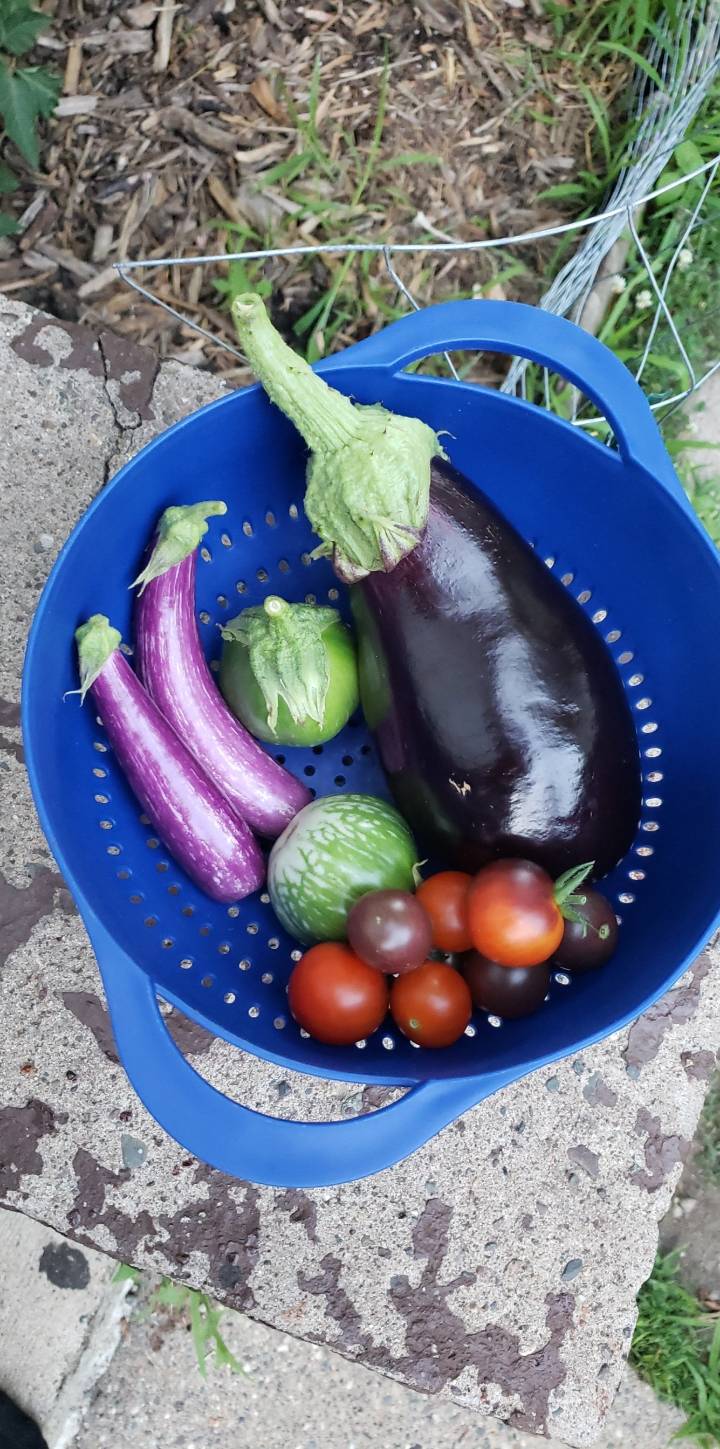 First time growing eggplant plus some early tomatos ...