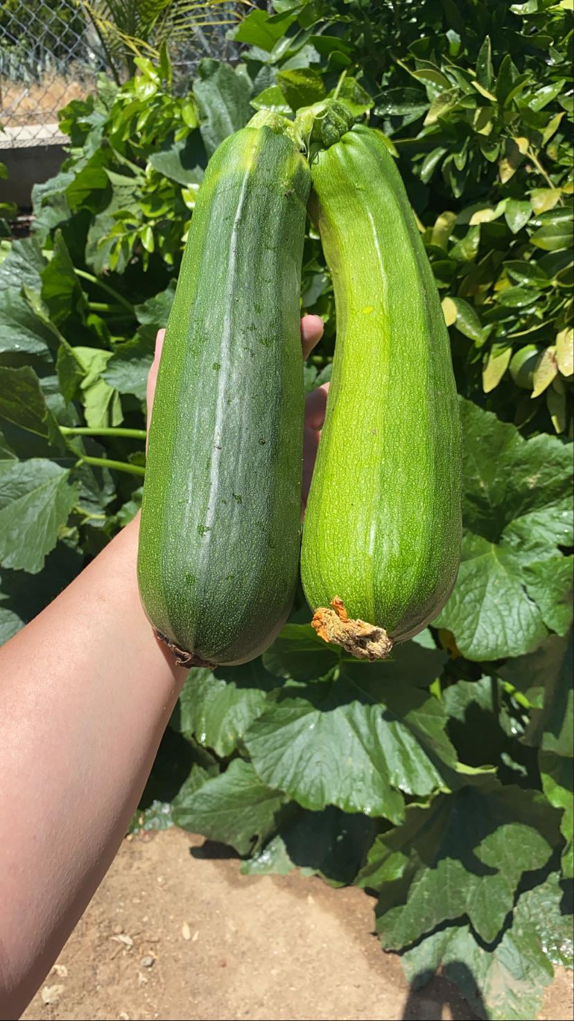 So, this was labeled as yellow zucchini seeds and this is ...