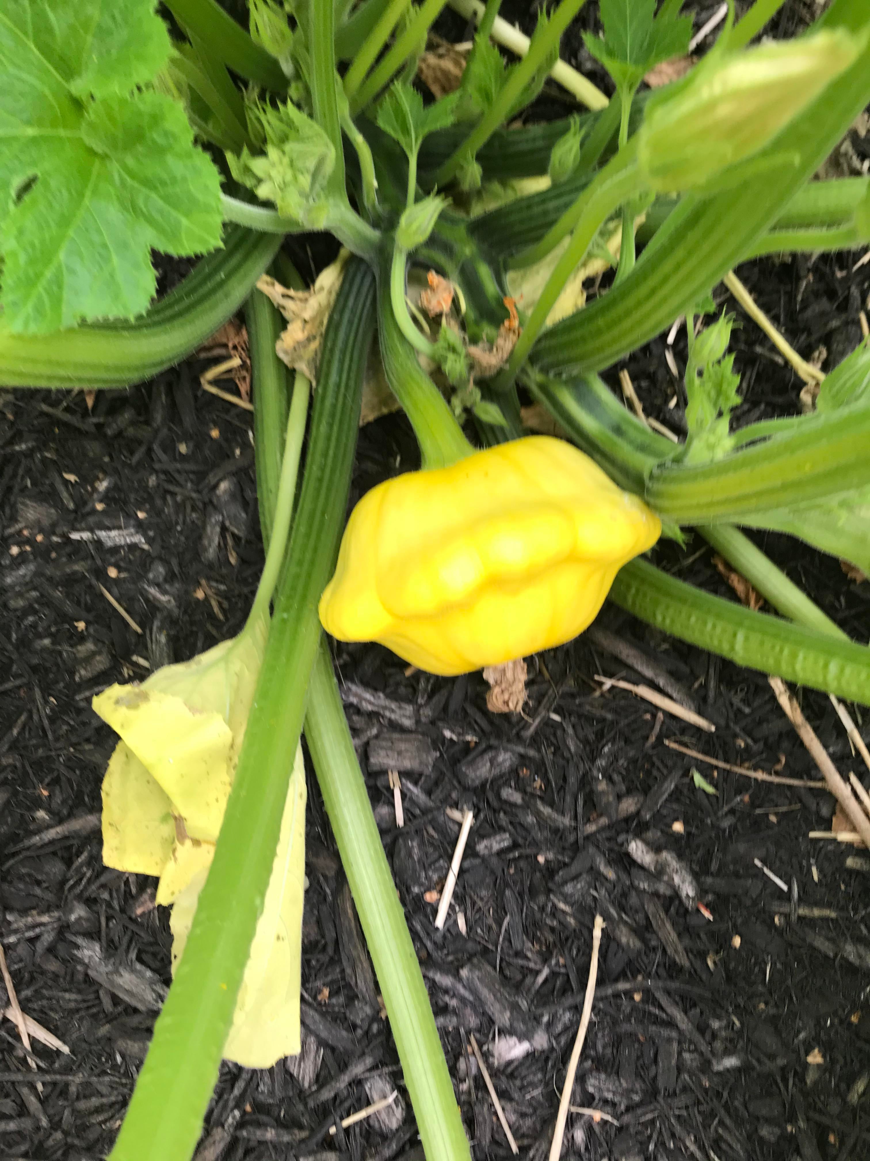 Yellow Scallop Squash Finally Coming In Dining And Cooking