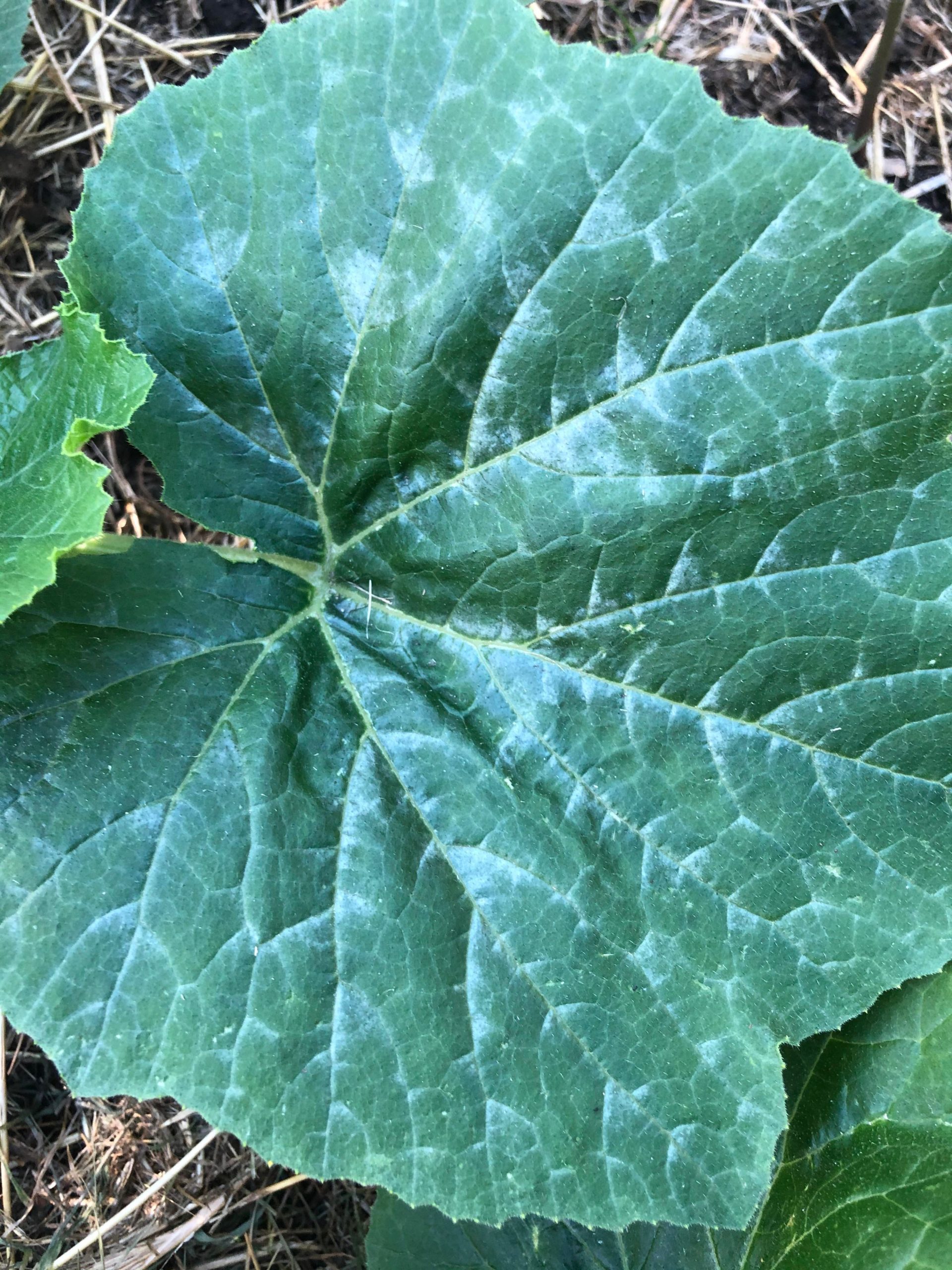 a-few-of-my-courgette-leaves-have-a-white-colour-to-them-should-i