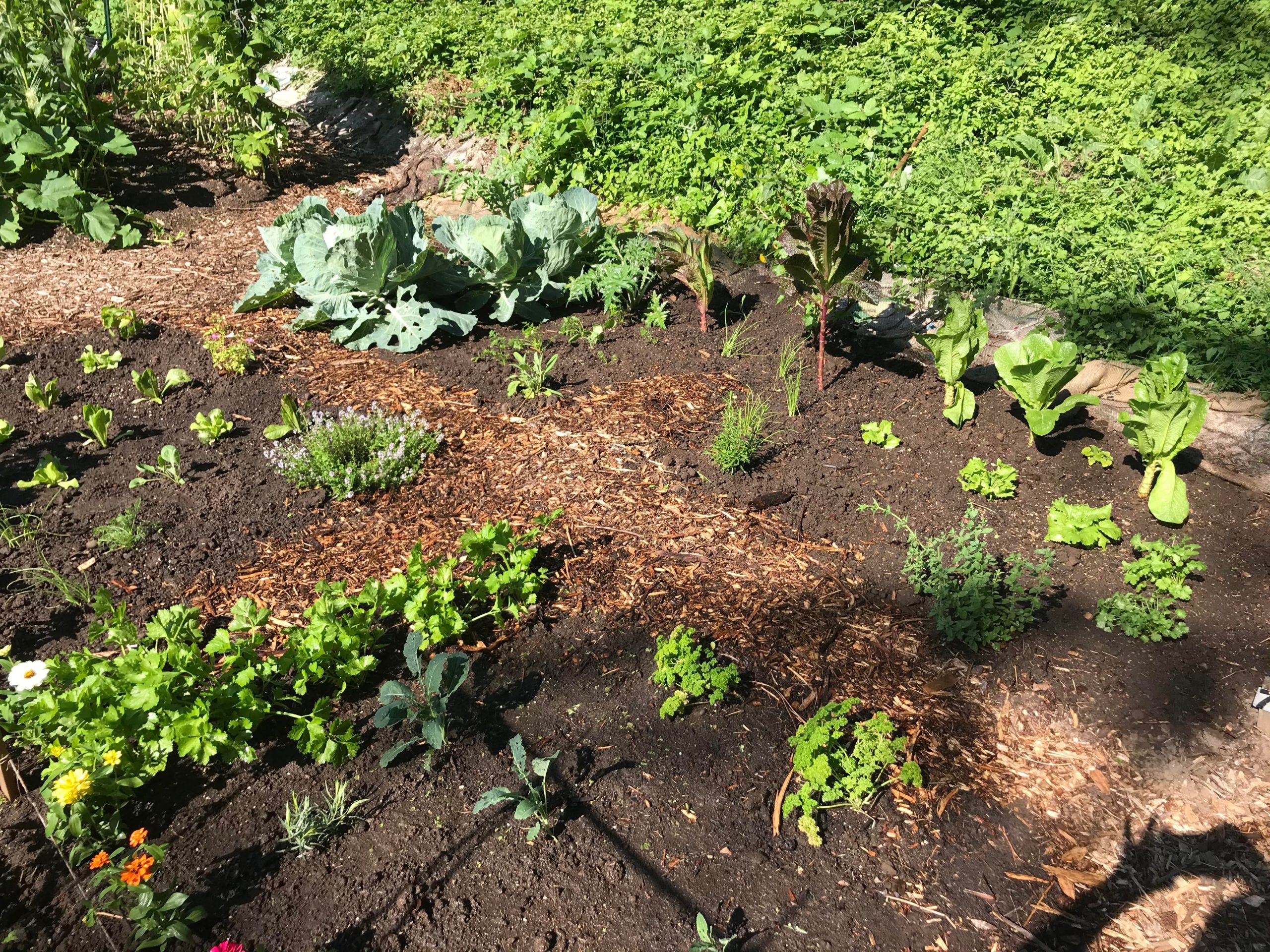 when-i-first-acquired-this-allotment-in-february-it-was-overgrown-with