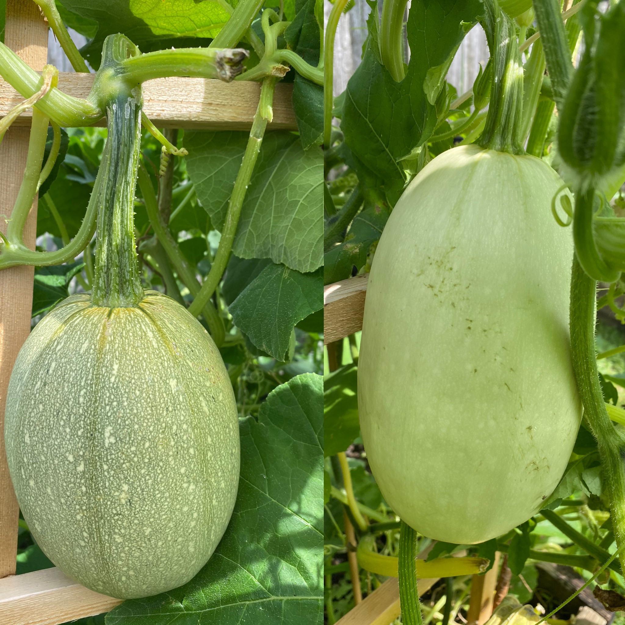 Same Plant Different Spaghetti Squash Is It Possible That The More Striped One Got Pollinated With Another Type Of Squash The One On The Left Has Been That Size For About Two