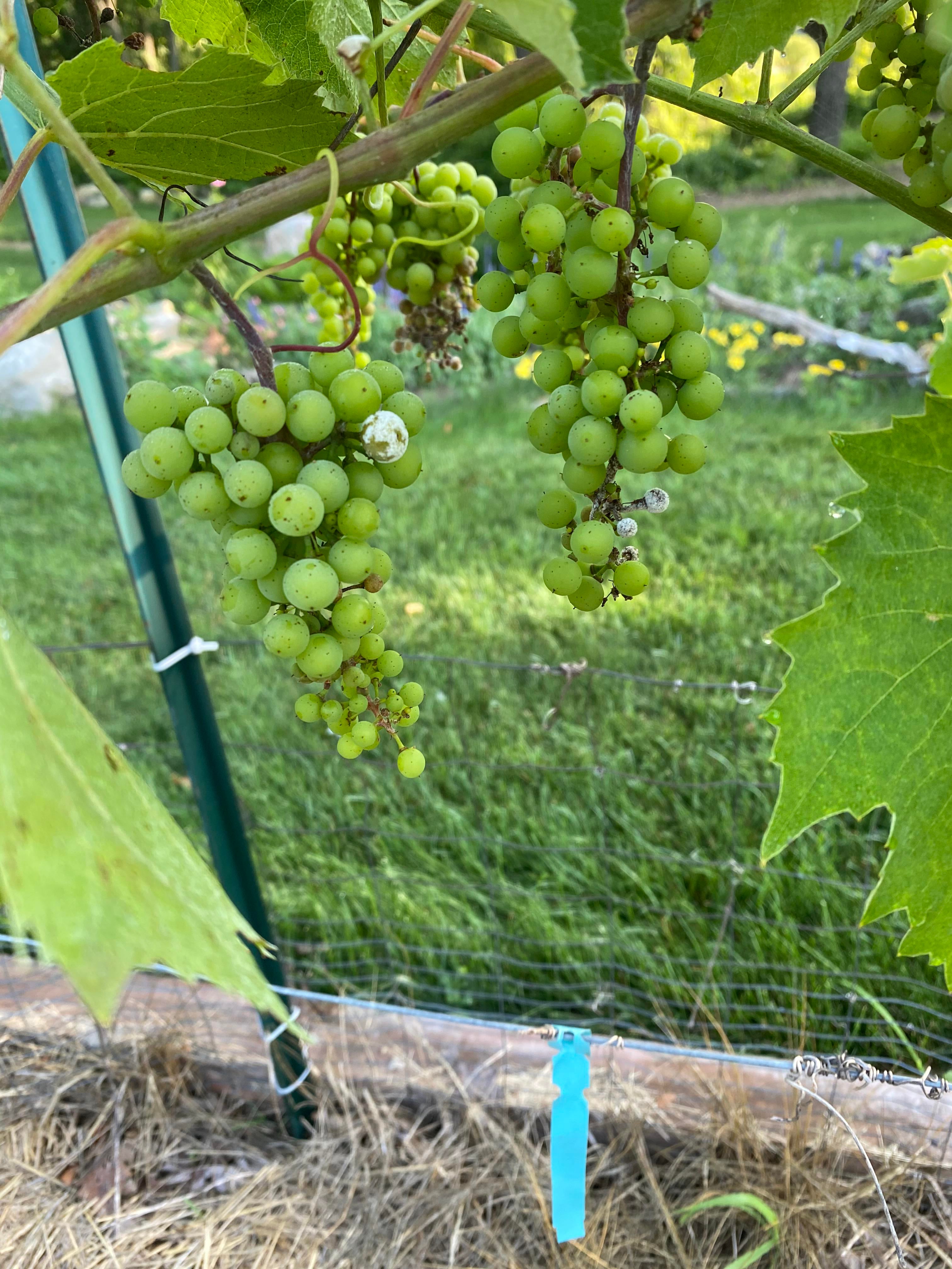 Help Some Of My Grapes Are Getting M
