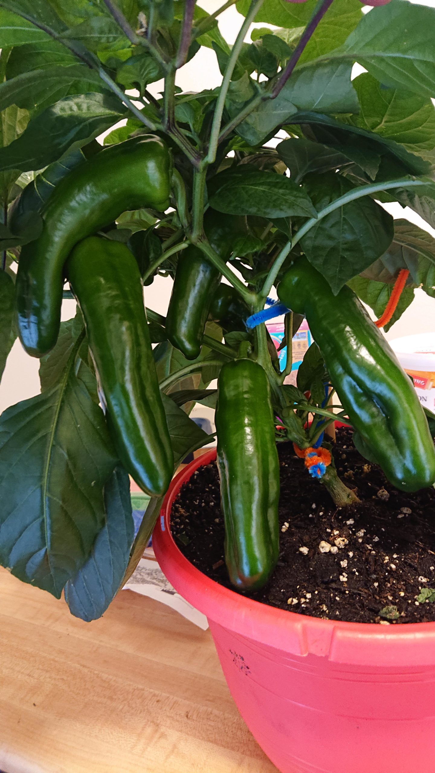 when-should-i-harvest-my-banana-peppers-there-s-a-couple-on-the-other