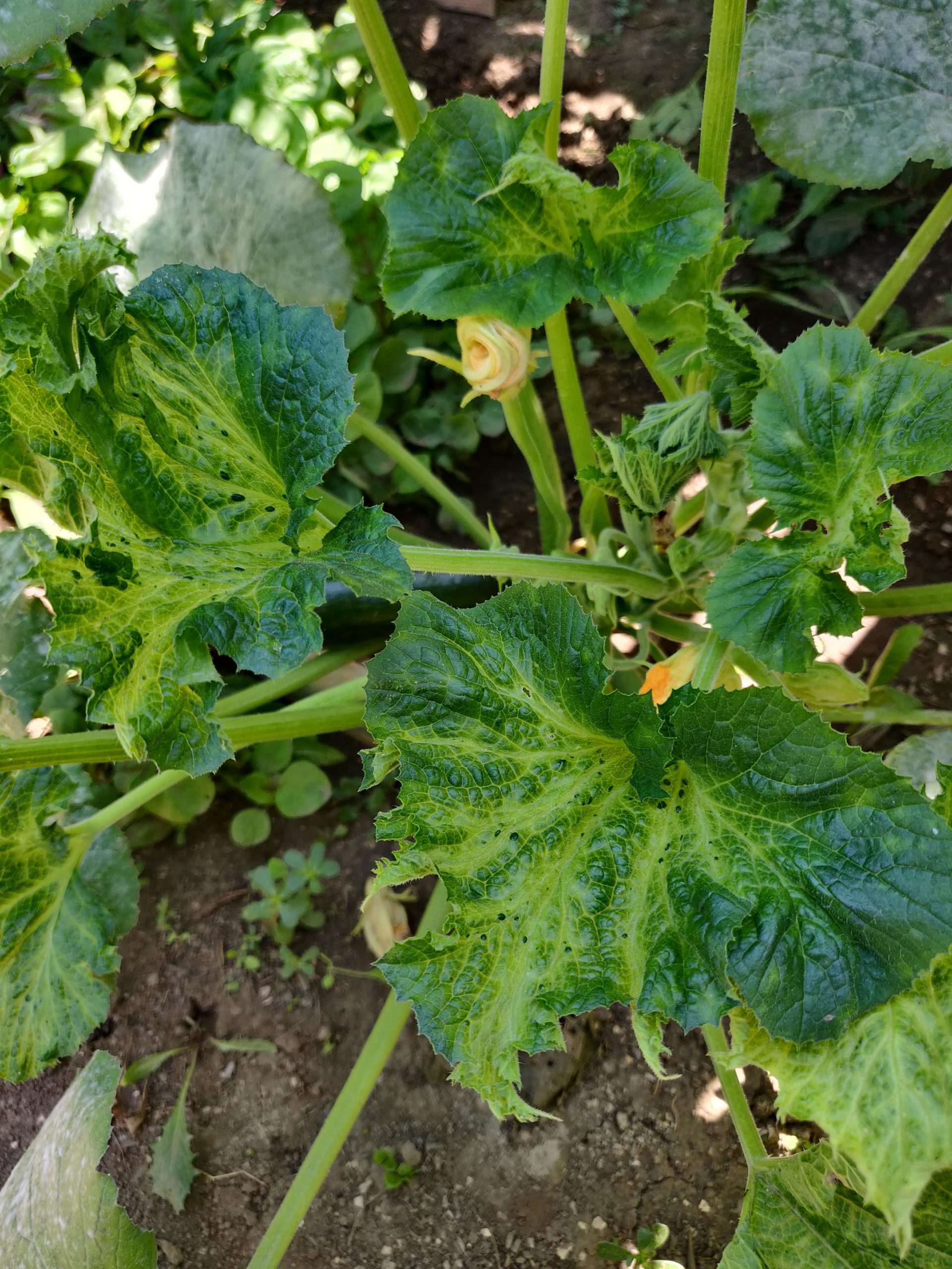 what-s-wrong-with-my-squash-leaves-dining-and-cooking