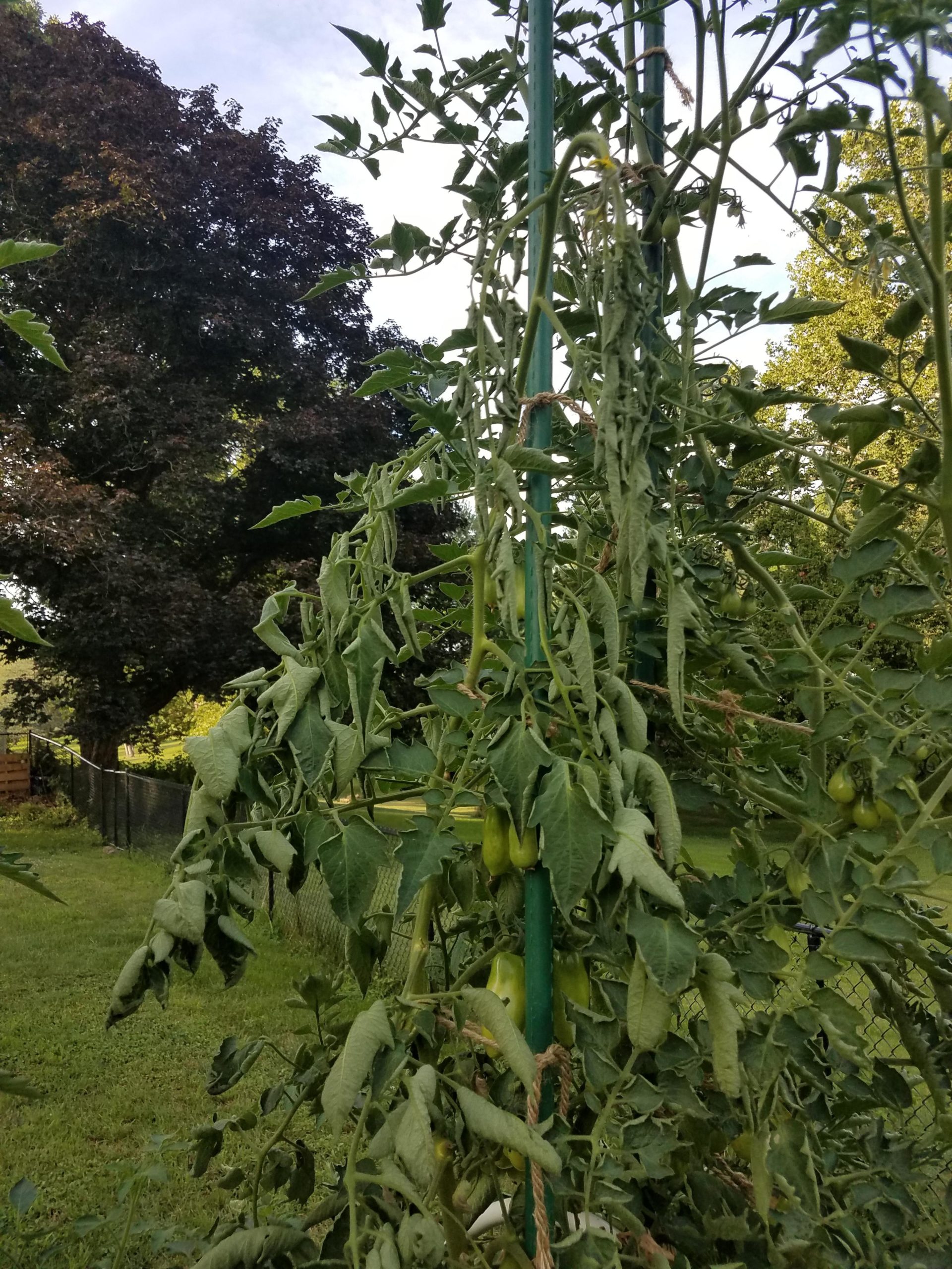 my-san-marzano-tomato-is-wilting-from-the-top-down-is-this-bacterial