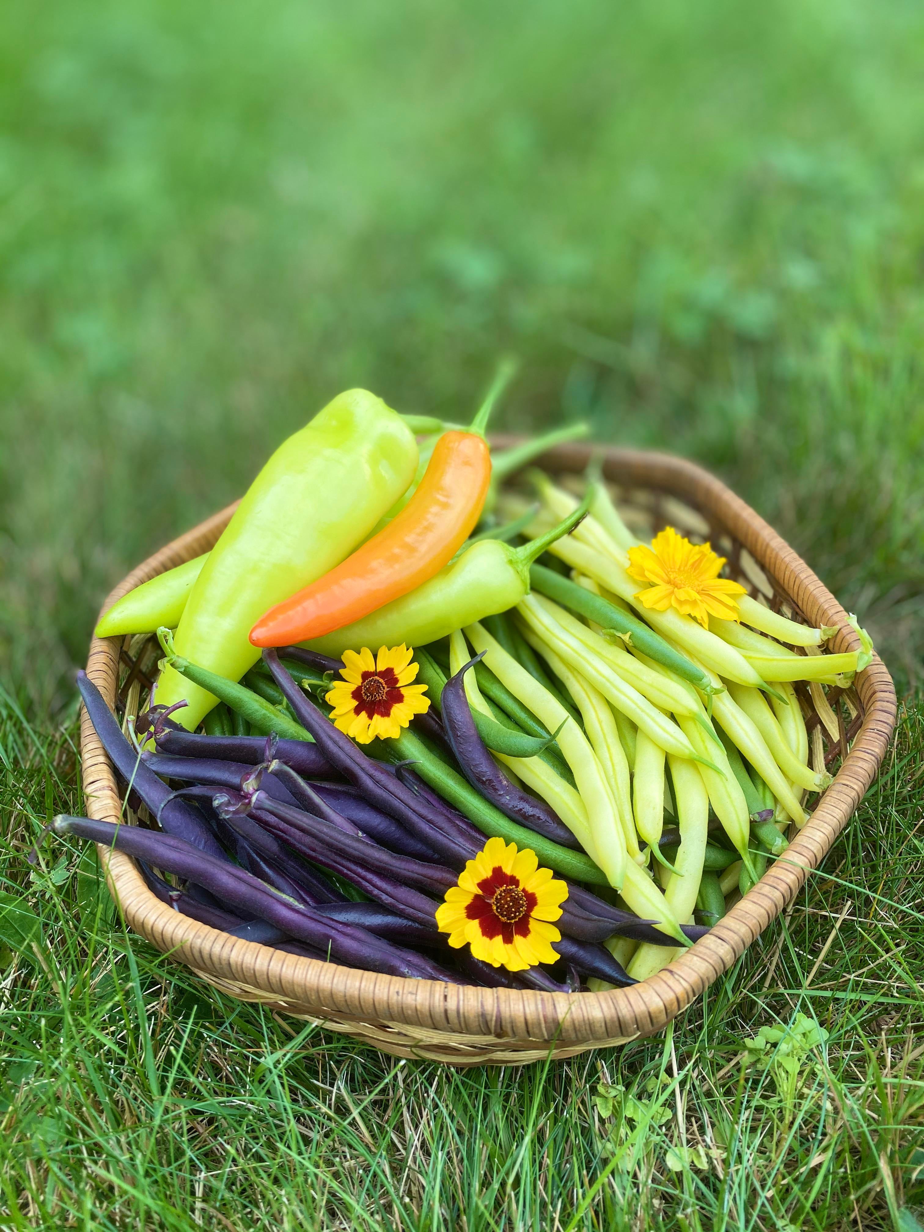 Yesterday S Harvest About 100 More Hot Wax Peppers Hit Me With Your Best Pickled Beans Pickled Banana Peppers Recipes Dining And Cooking