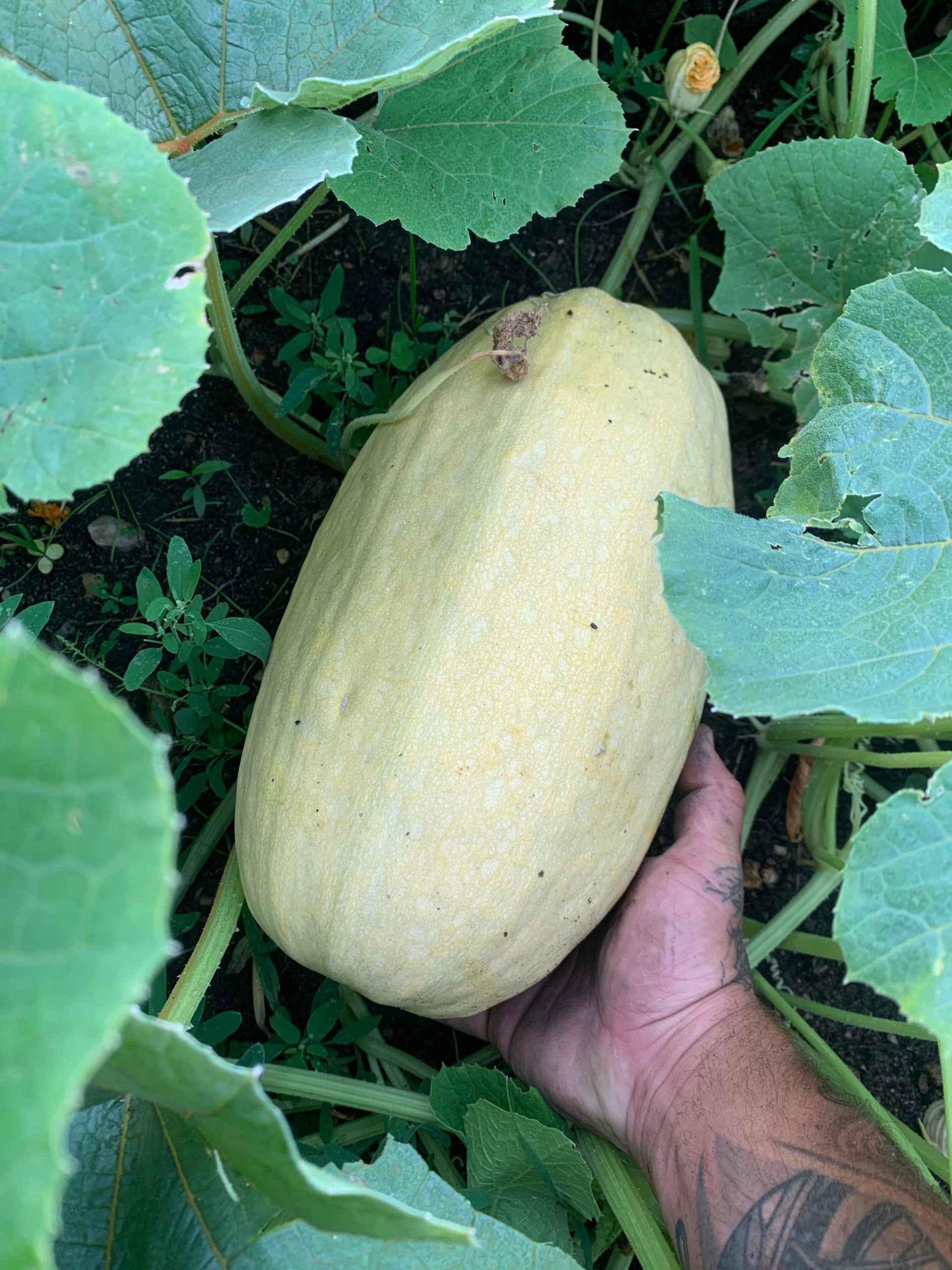 Spaghetti Squash Is Coming In Strong Well Over 100 Of Them Past Flower Stage From Just 4 Plants Zone 2b Dining And Cooking