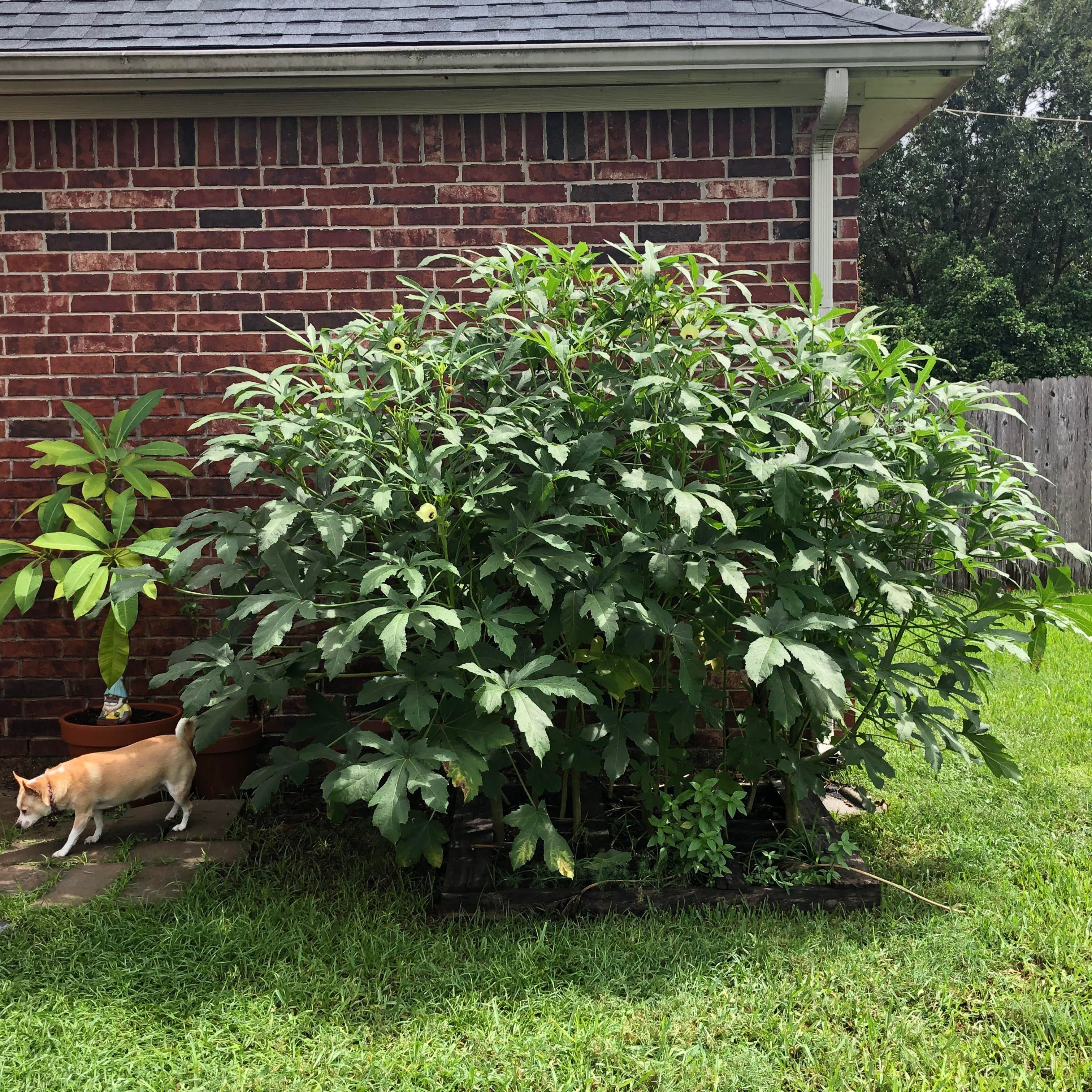 Thought You Guys Might Like To See My Giant Okra Plants Din