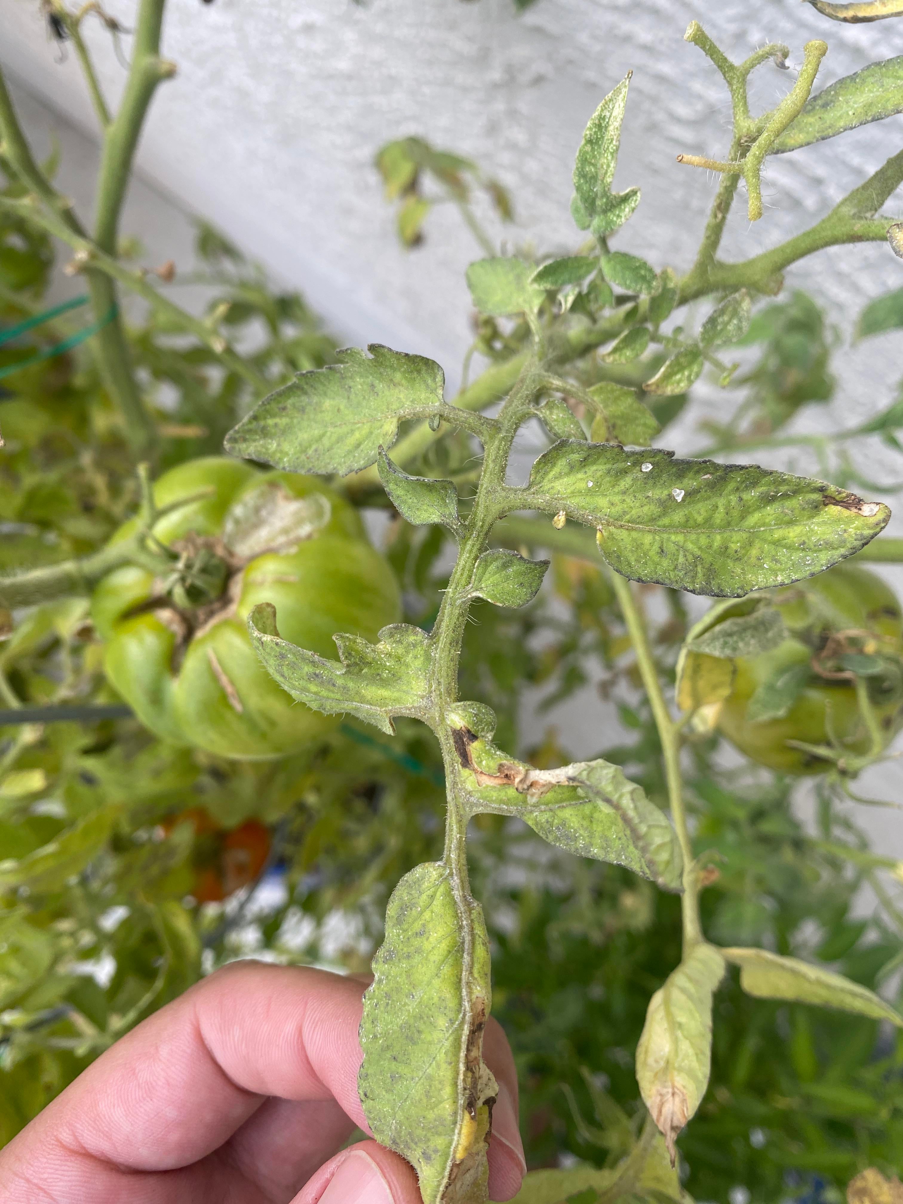 Whats Wrong With My Tomato Plant Dining And Cooking