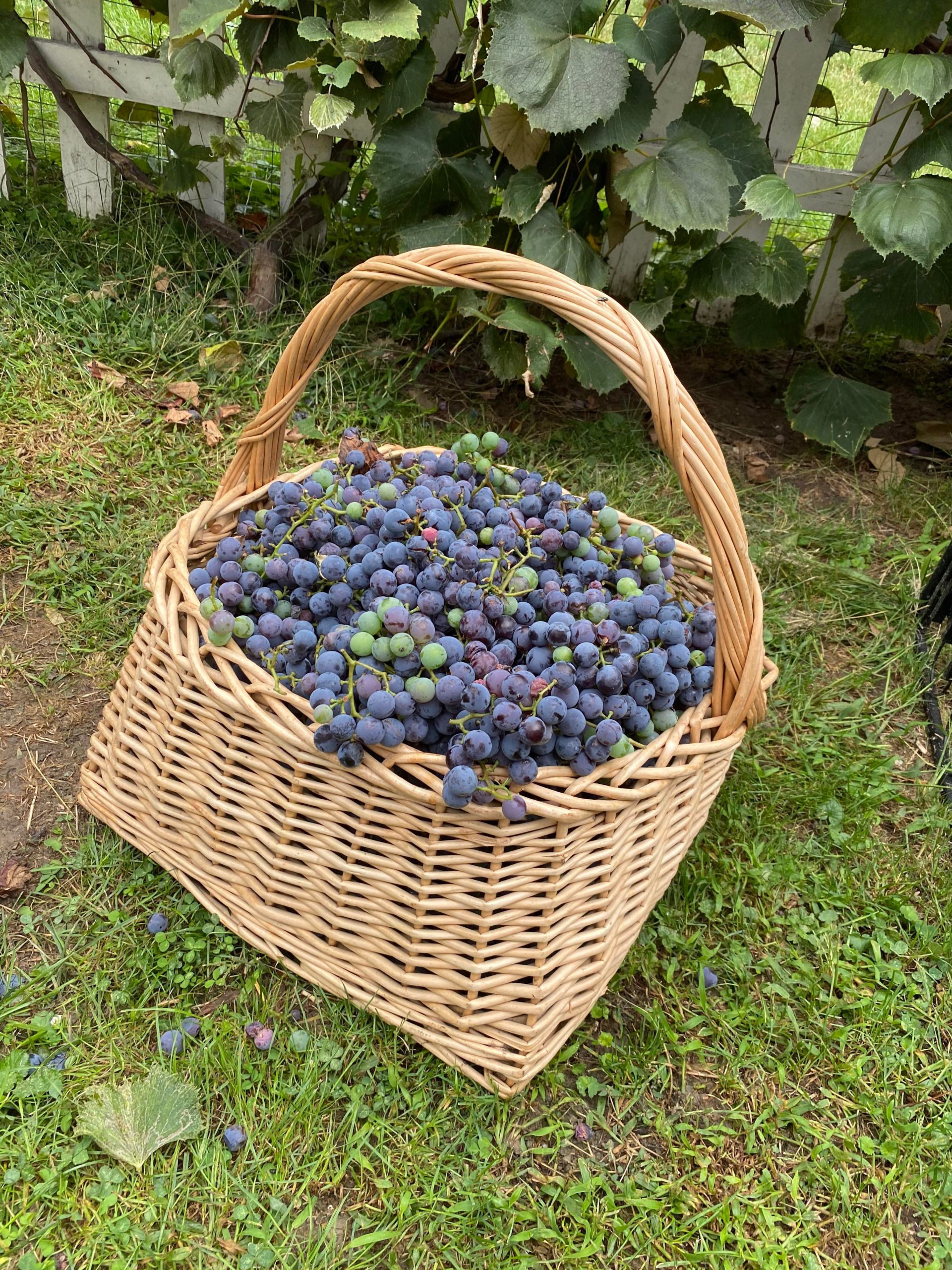 my-concord-grape-vine-is-so-awesome-but-how-much-grape-jam-does-one