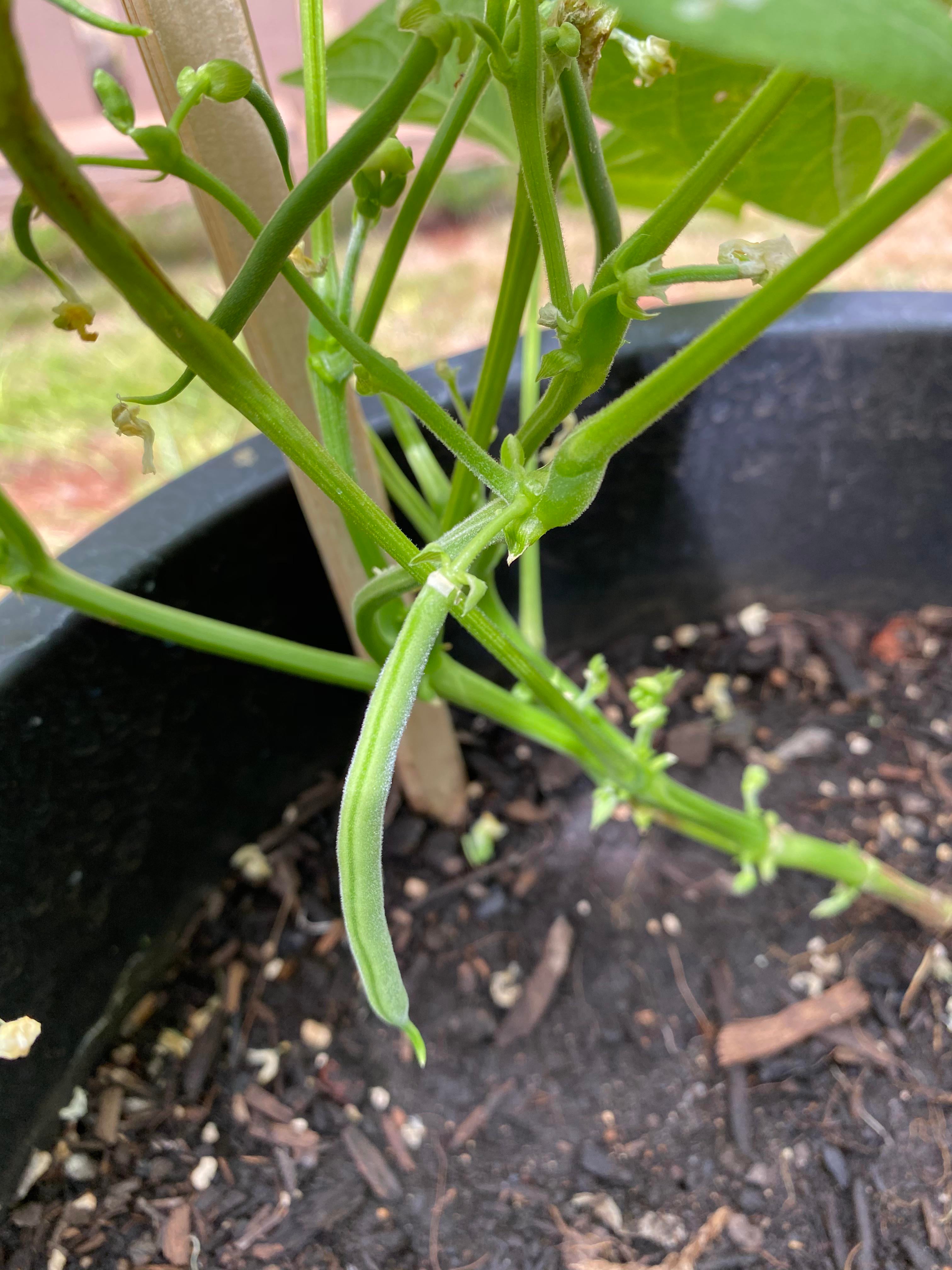 Trying to grow bush beans. This Pandemic has gotten me outside and ...