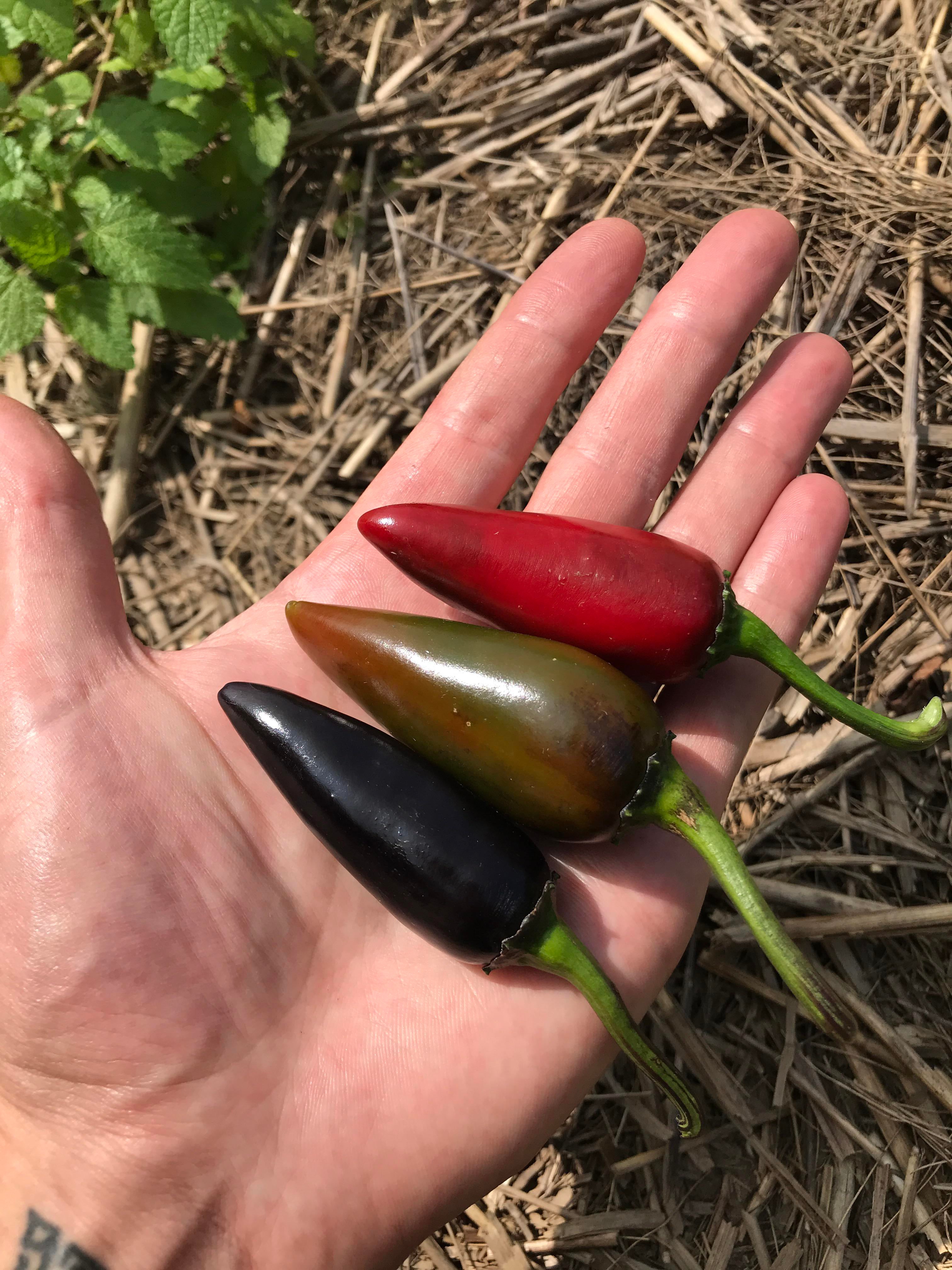 First Post And Last Of My Czech Black Peppers