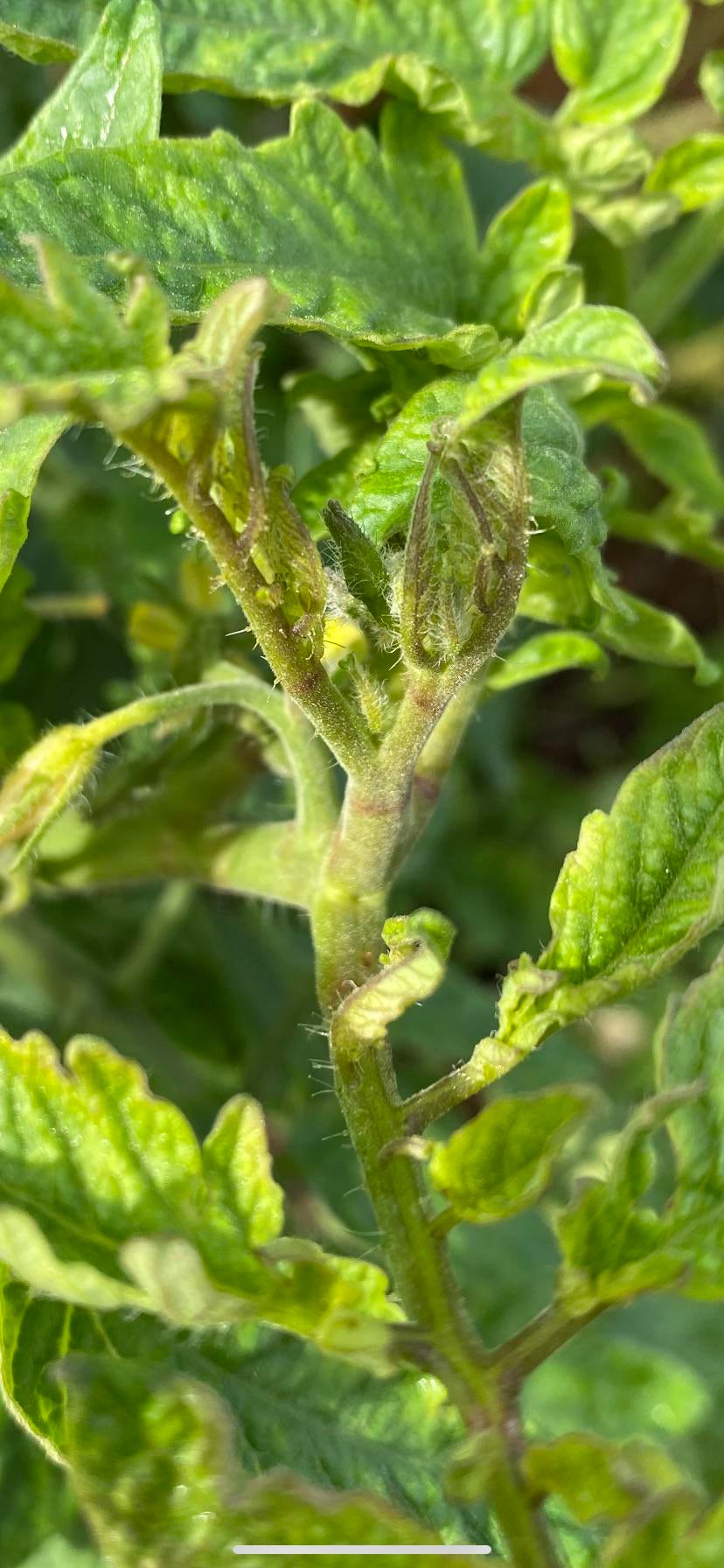 what-s-causing-these-red-marks-on-my-tomato-dining-and-cooking