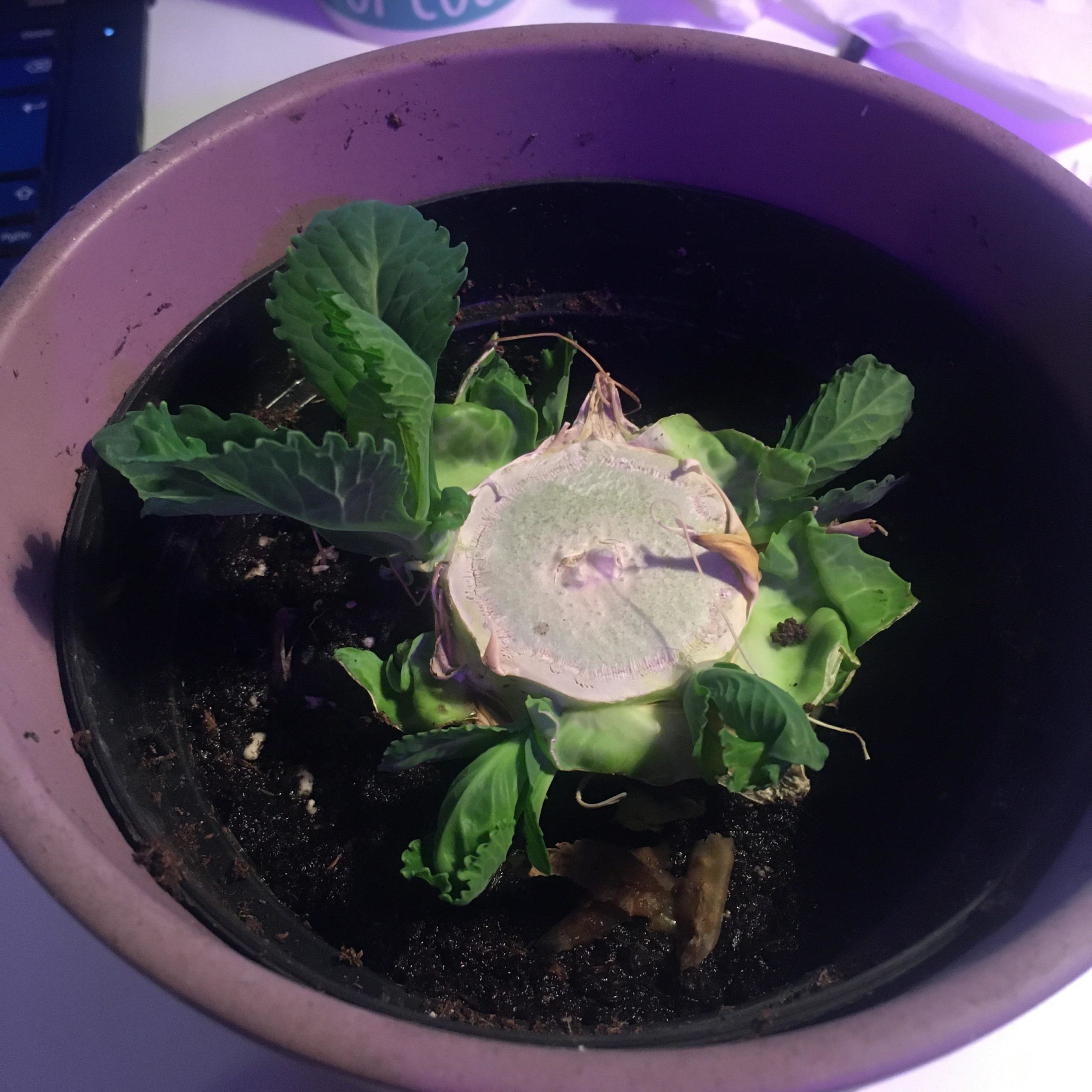 Growing a cabbage from scraps Dining and Cooking