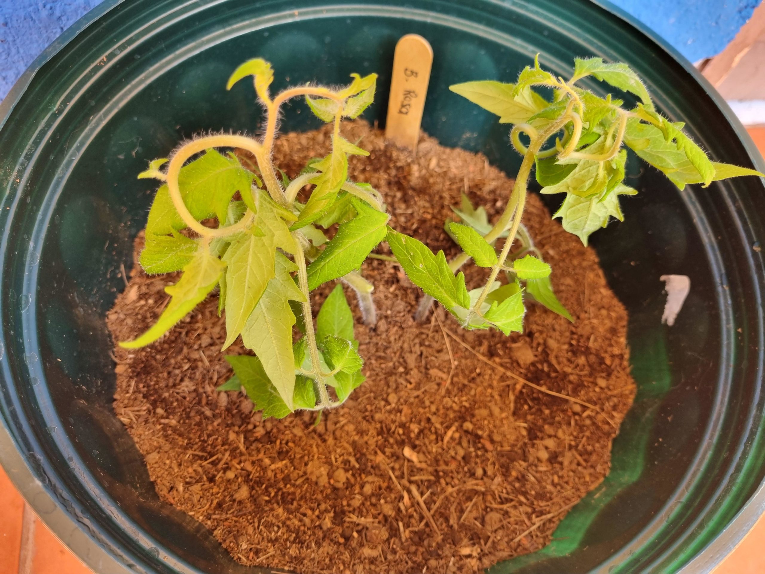 Why are my tomato plants curling and is it fixable? - Dining and Cooking