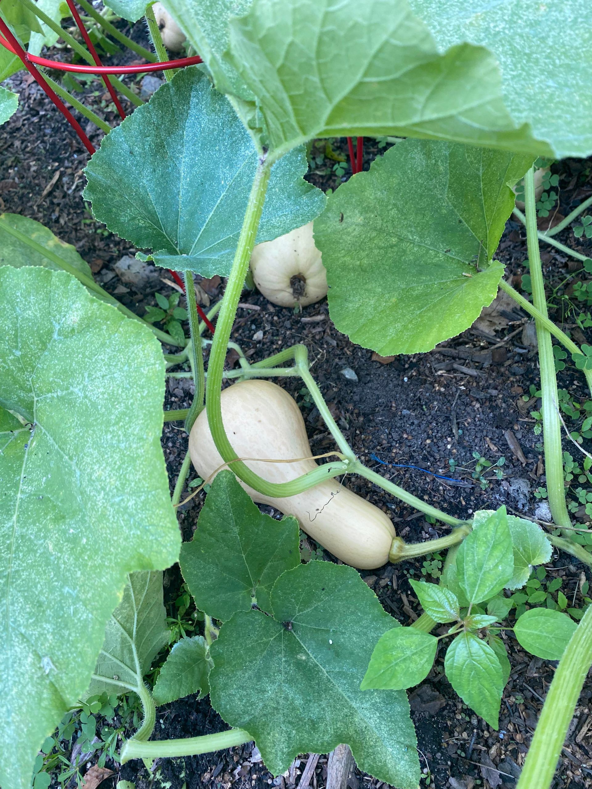 how-do-i-know-when-my-butternut-squash-is-ready-to-pick-dining-and