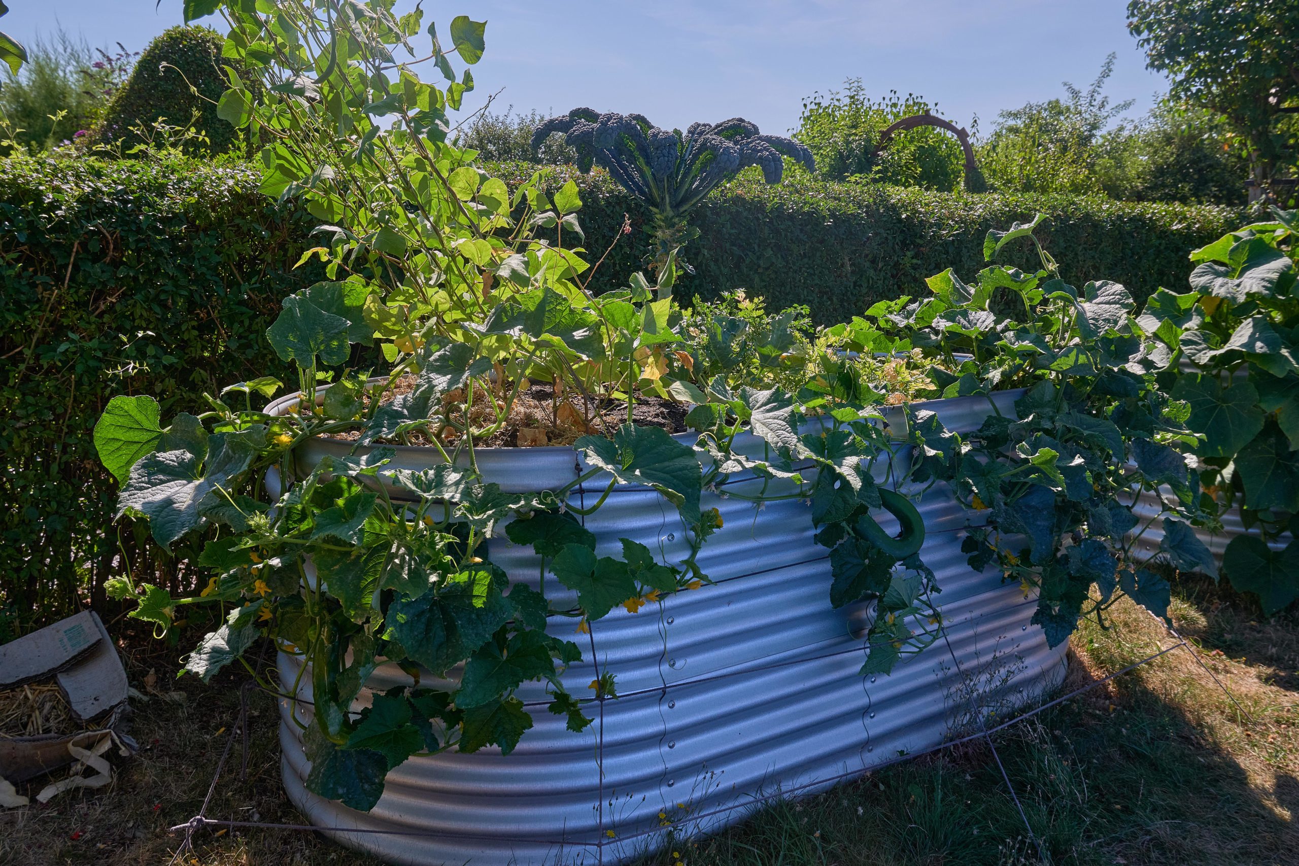 Down is the new up. Growing vertically (like the beans in this pic) is