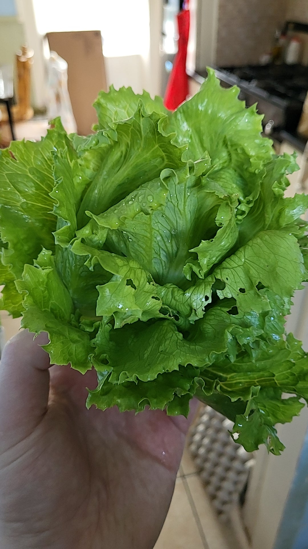 late-lettuce-harvest-saladin-i-think-can-t-remember-but-i-have-2