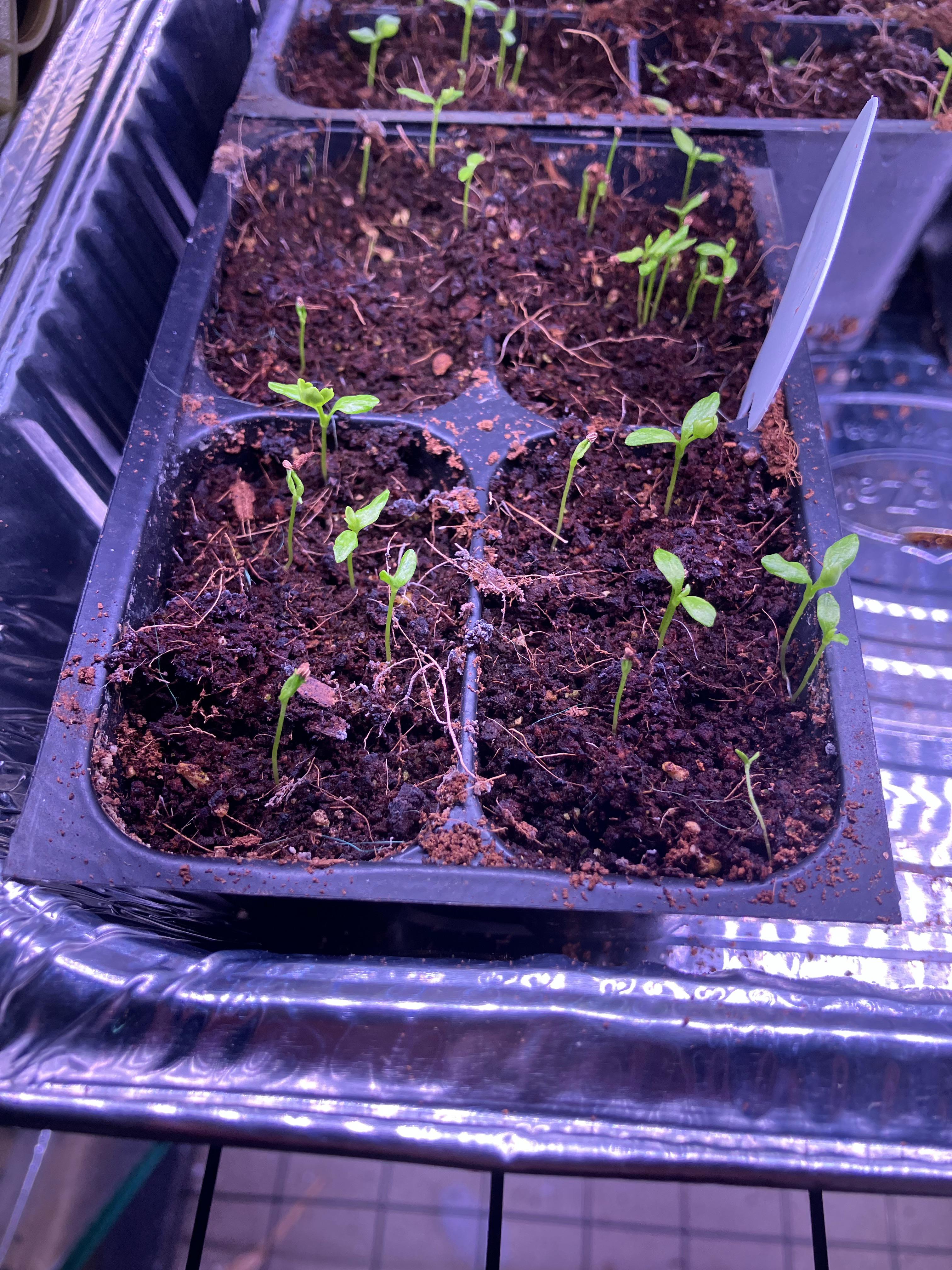 First time celery: ok they sprouted, now what? 5B/6A ish - Dining and