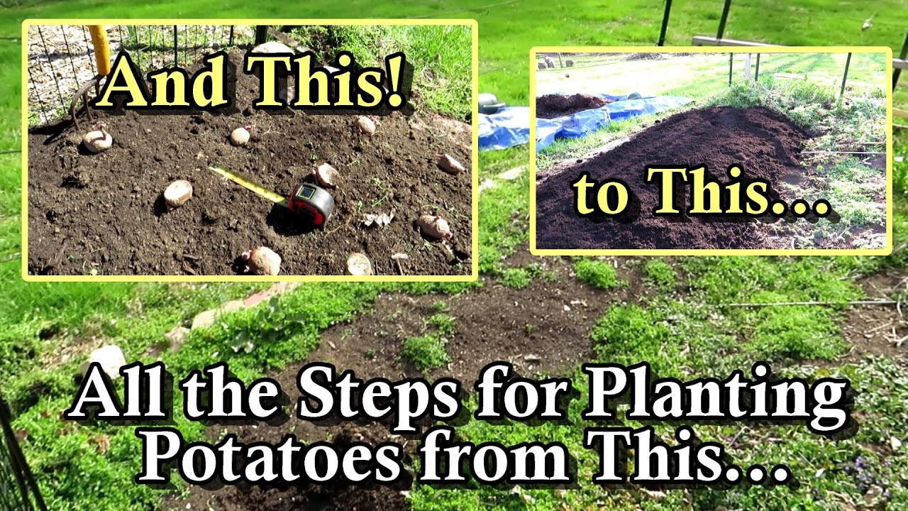 How To Prepare The Ground And Plant Potatoes When To Plant Soil   1680377885 Maxresdefault 