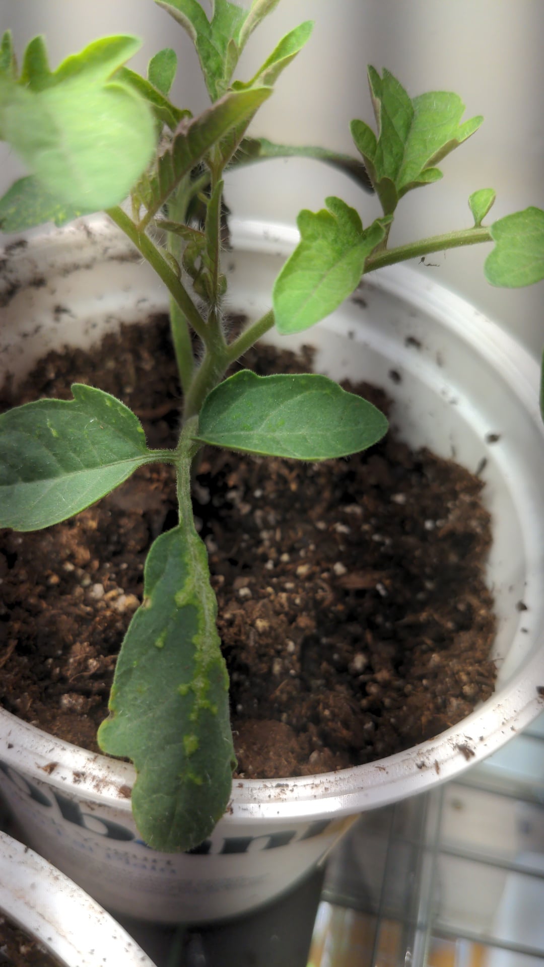 What causes these pox on my tomato seedling leaves? - Dining and Cooking