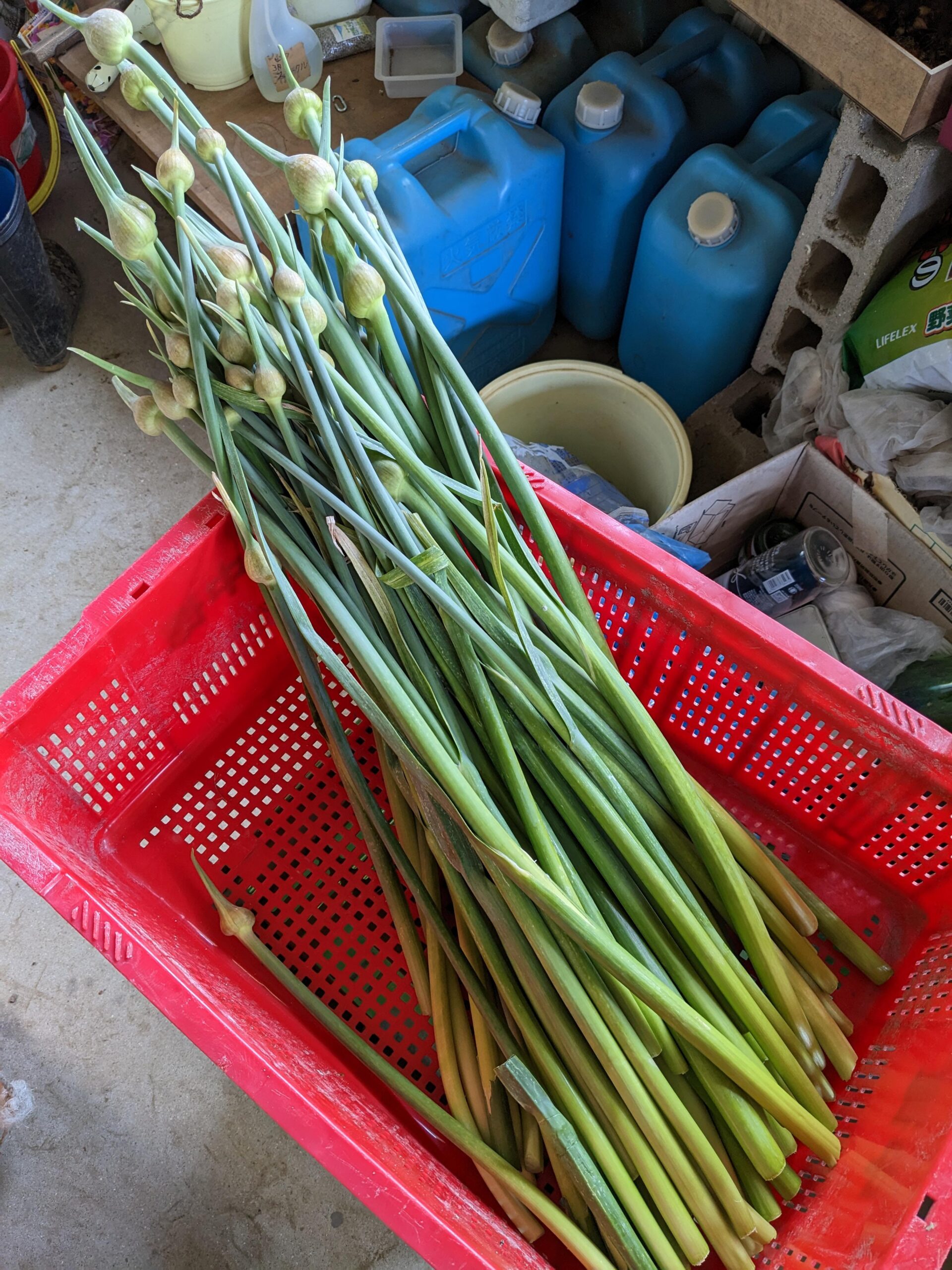 Long garlic sprout ! - Dining and Cooking