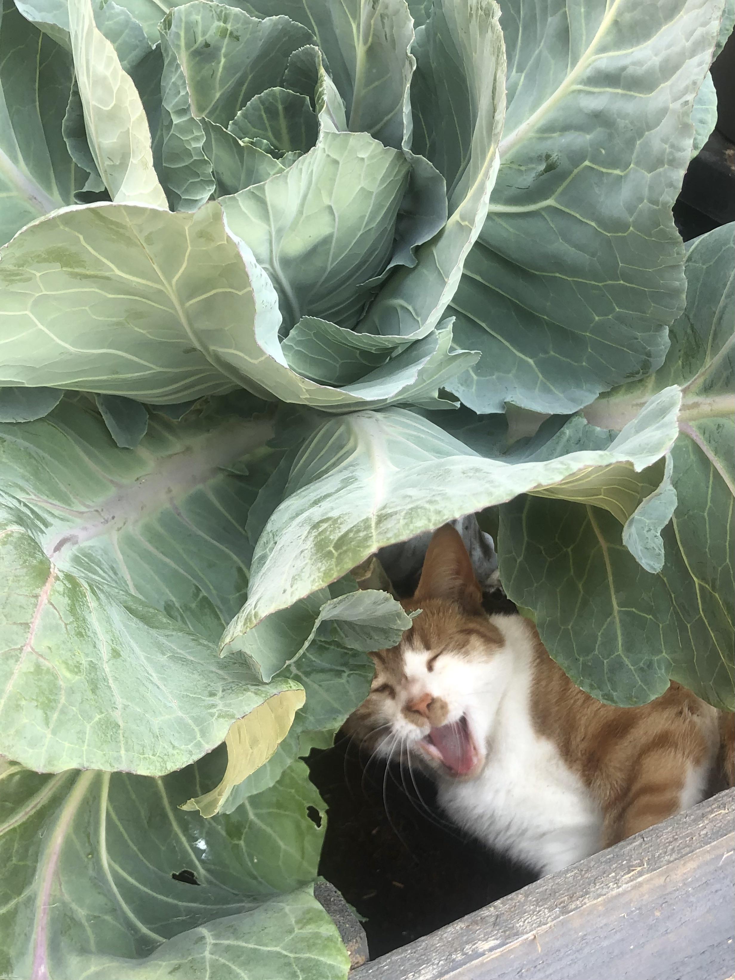 looks like my neighbours cat loves her new sleeping spot under the