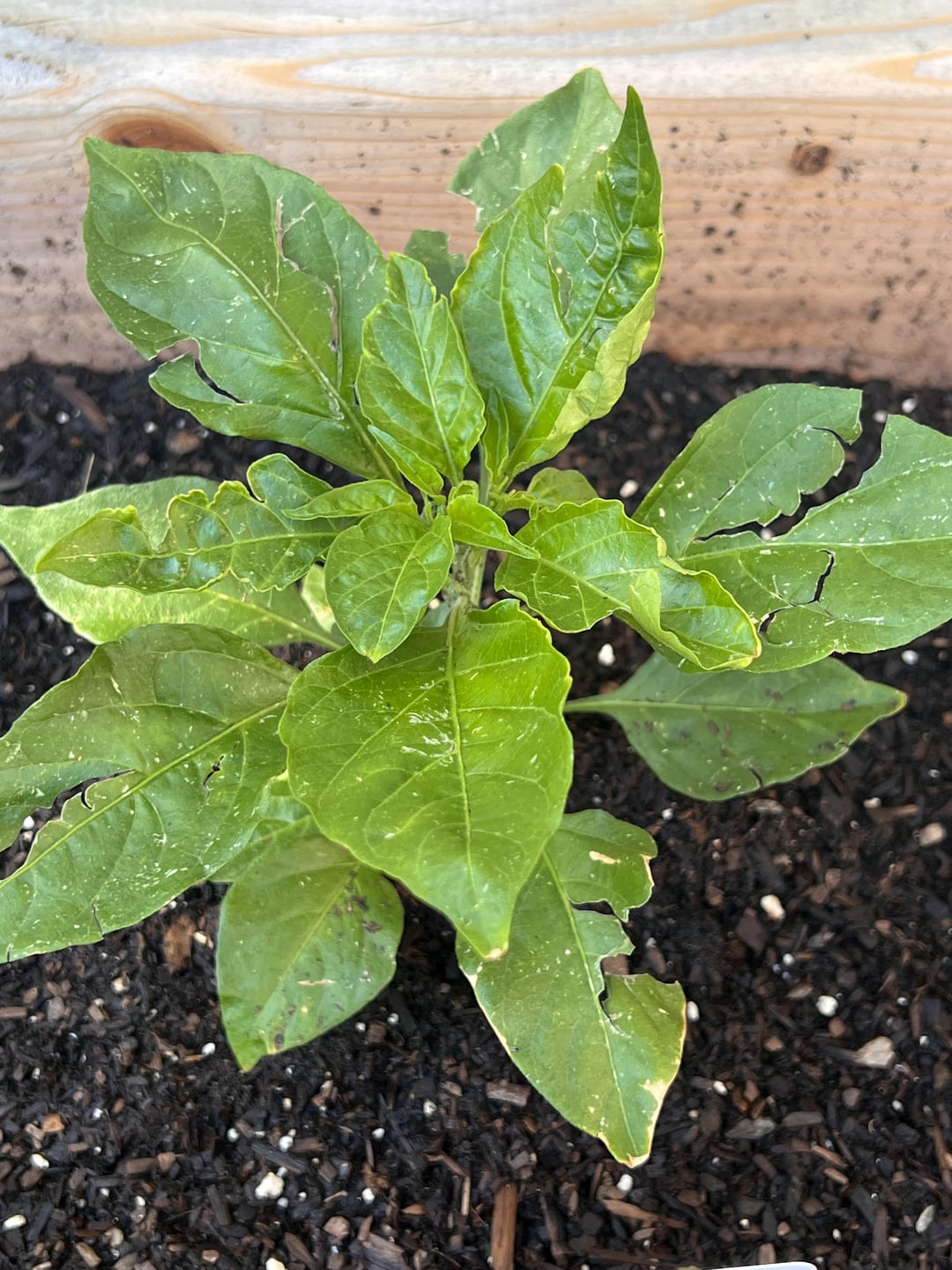 What is eating my plants? Dining and Cooking