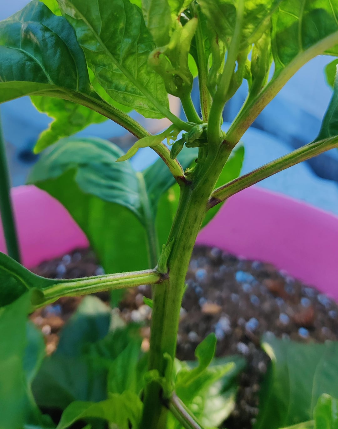 Beginner pepper grower - Dining and Cooking