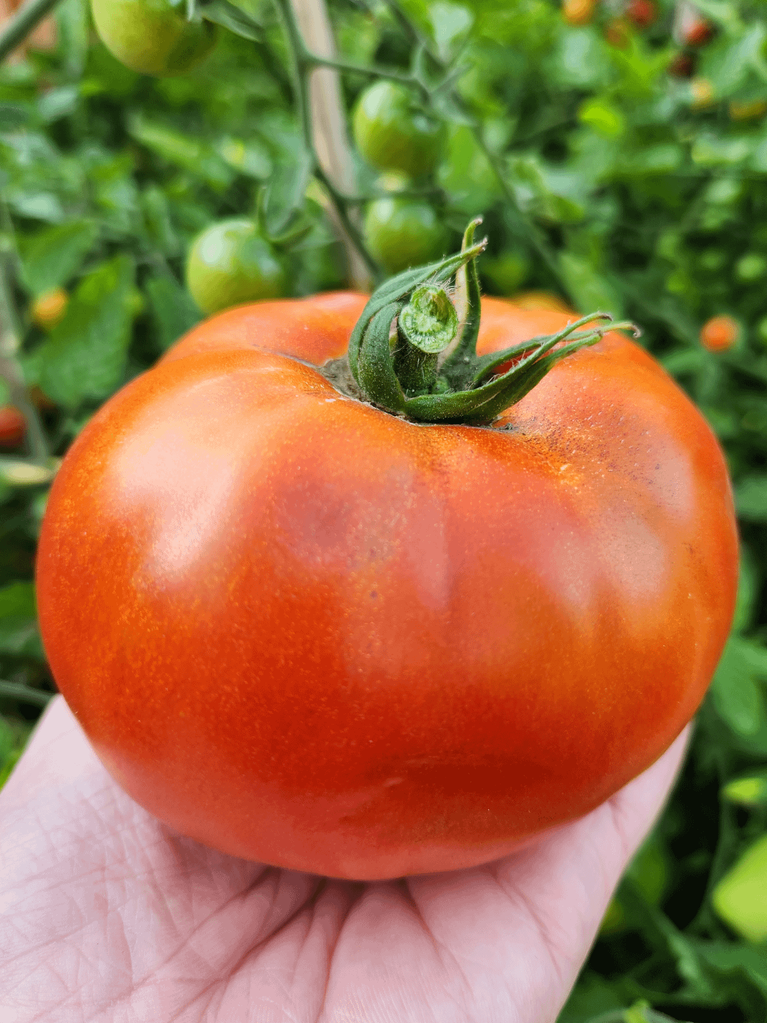 tomatoes-are-thriving-this-year-this-one-is-as-large-as-the-palm-of-my