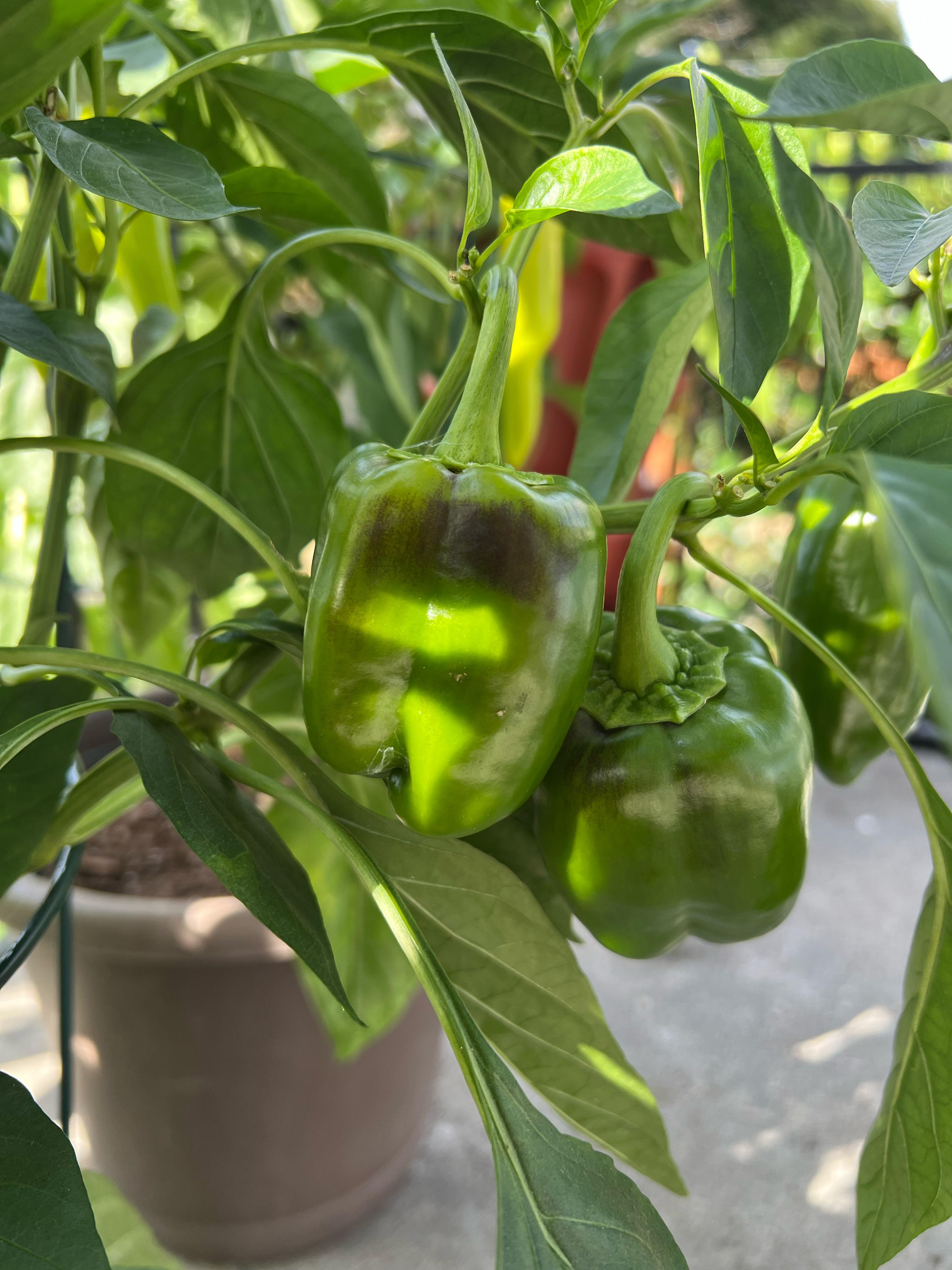 bell-peppers-showing-some-black-streaks-on-them-what-is-it-and-how-to