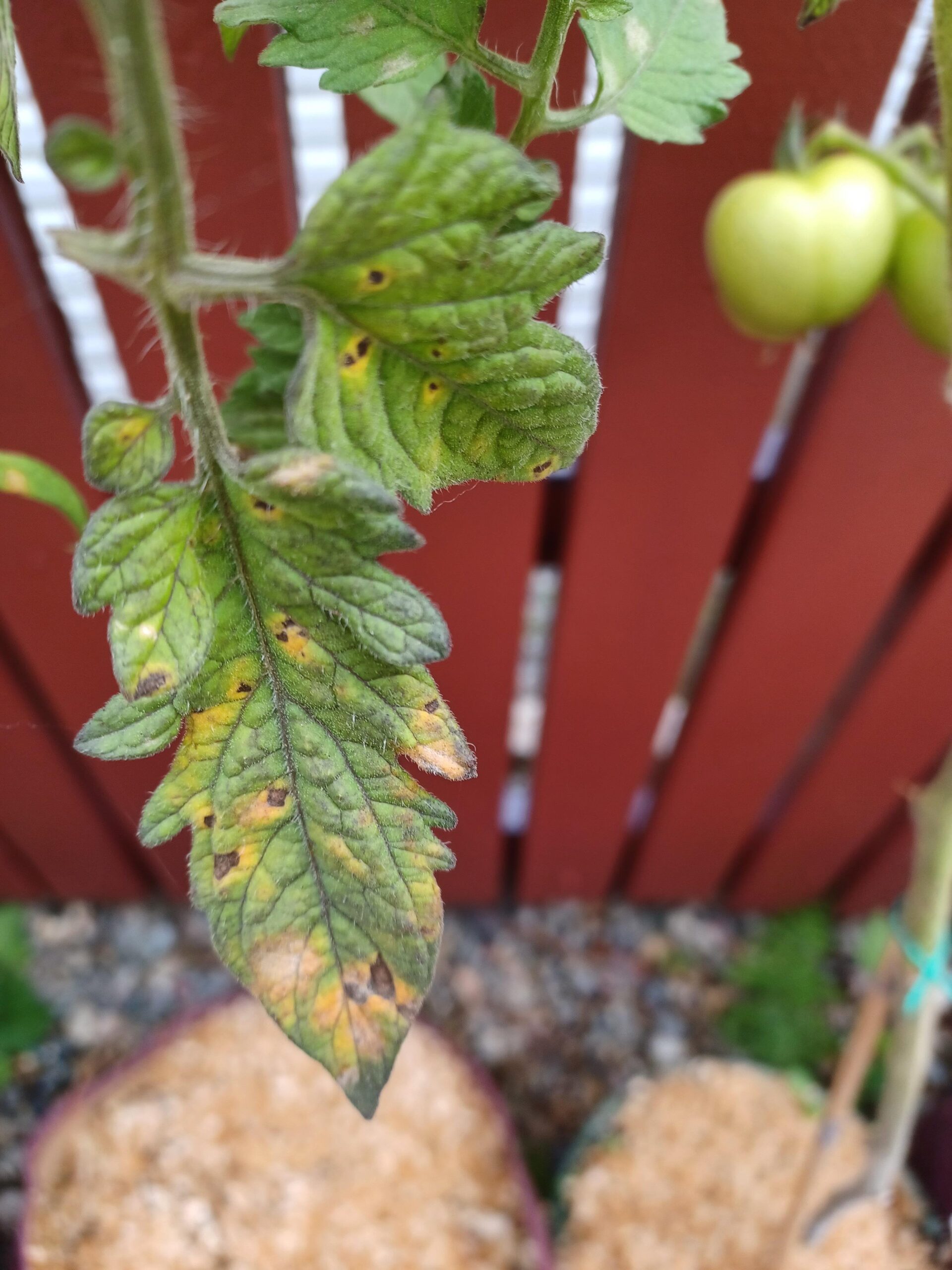 Yellow black spots on tomato leaves Dining and Cooking