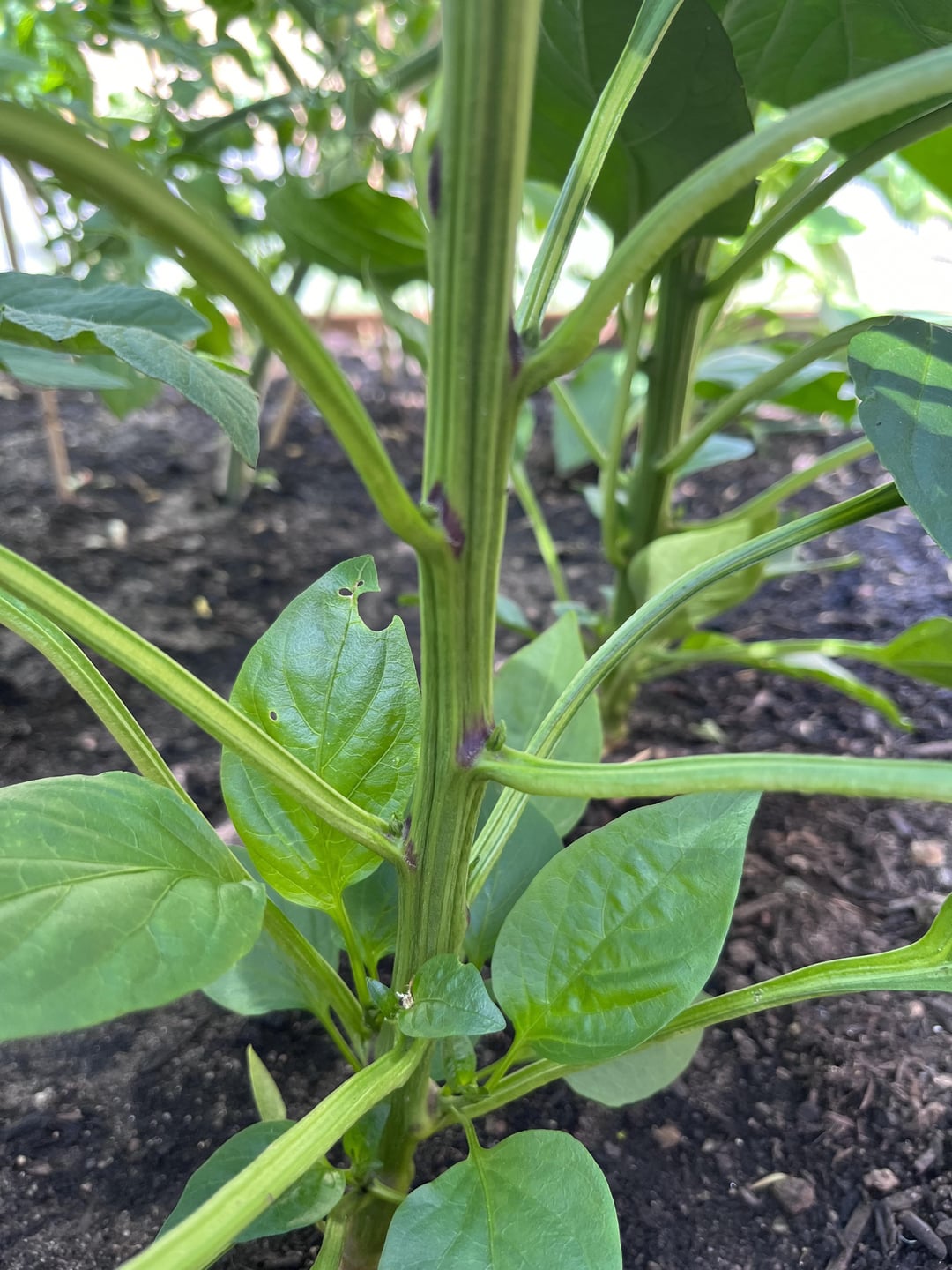 capsicum-plant-help-dining-and-cooking