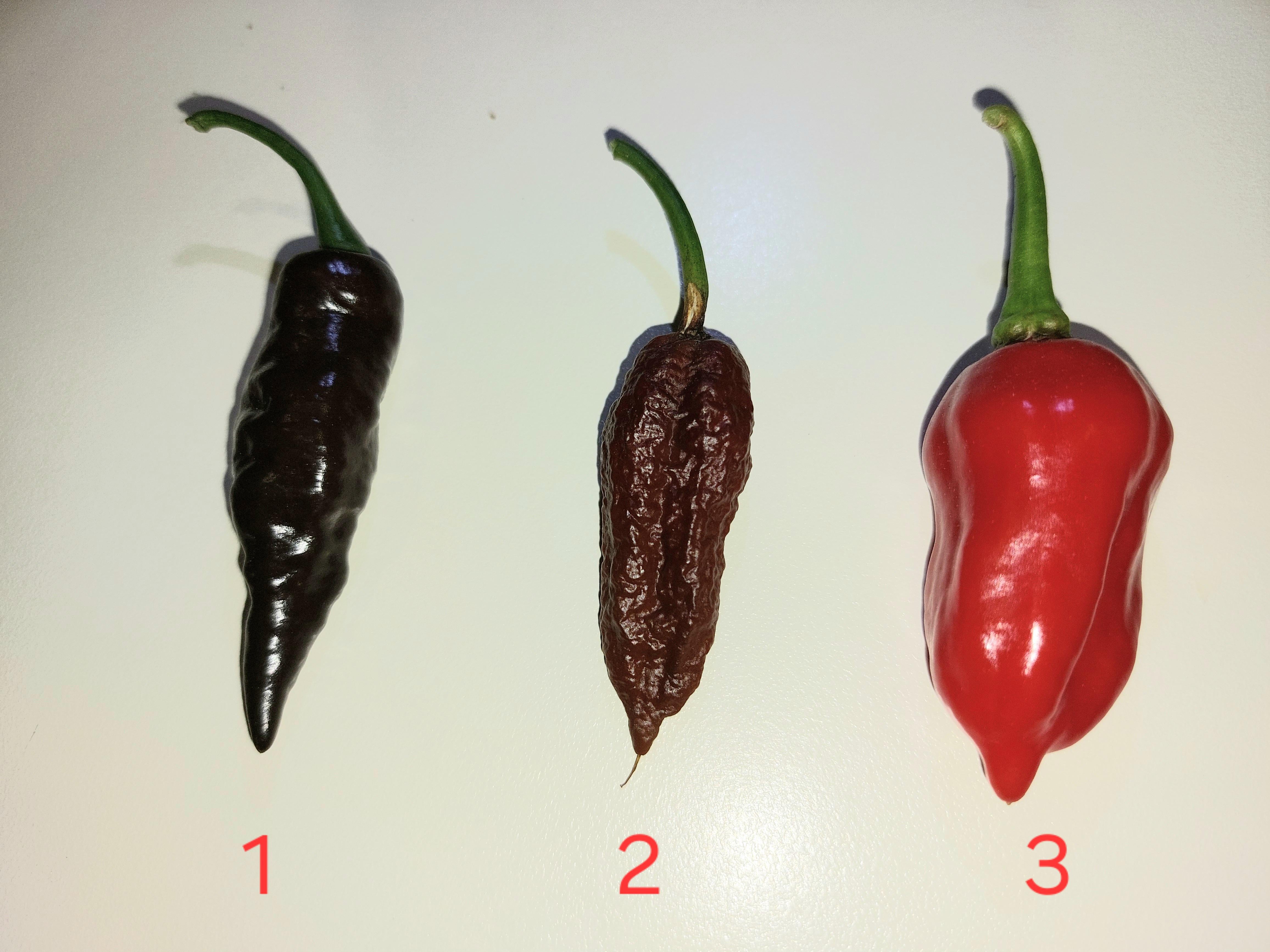 I bought seeds for ghost peppers but 2 out of 5 plants are different ...