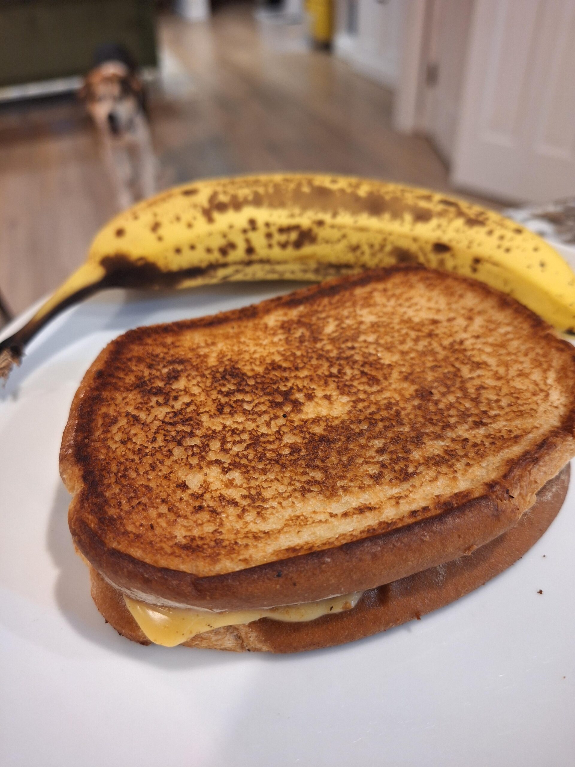 Bread toasted in a pan with butter and filled with melty cheese ...