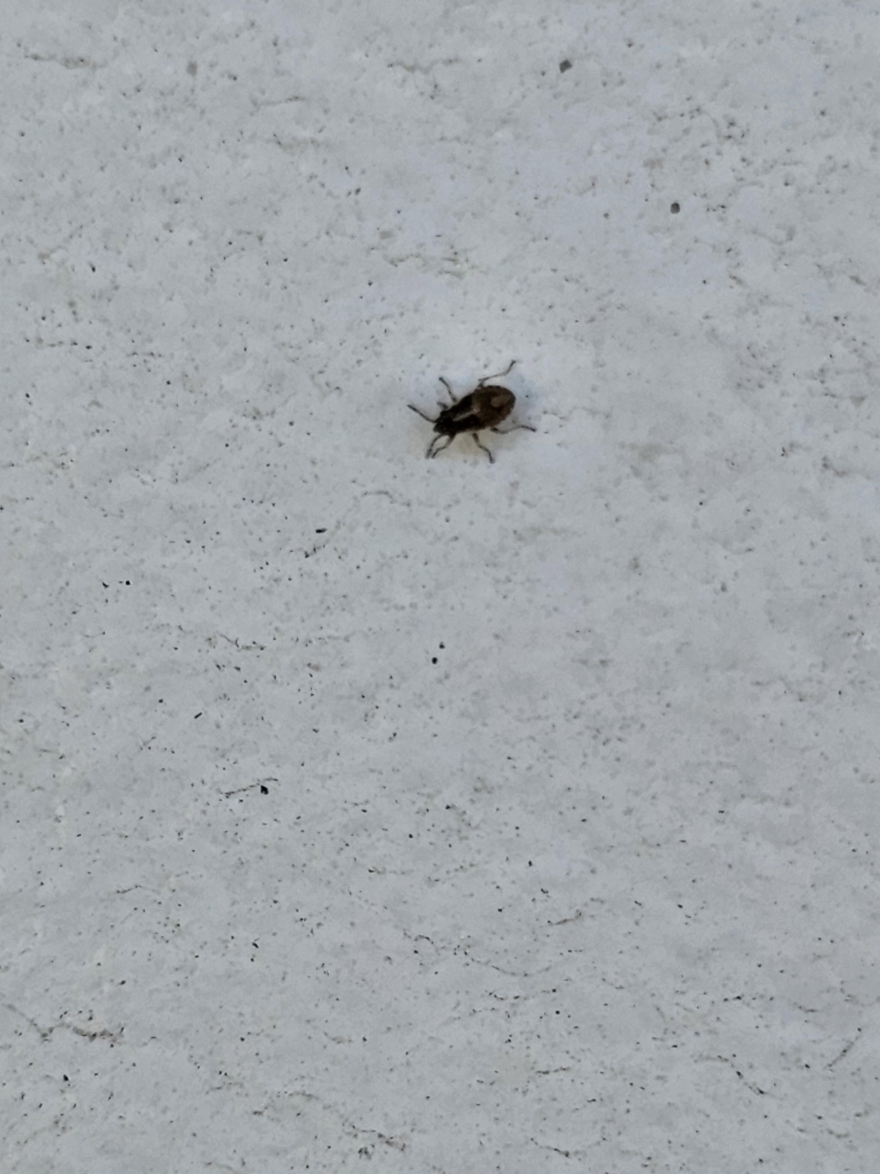 Small black bugs around the garden in zone 9a, they don't seem ...