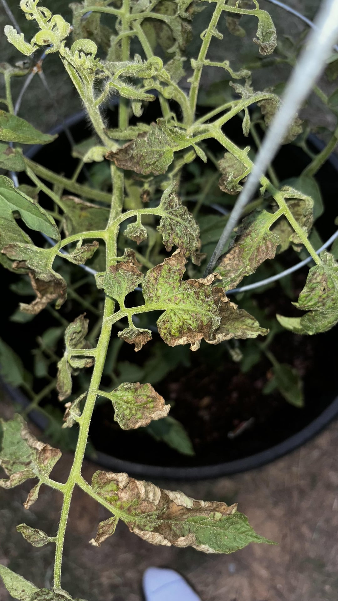 Question about tomato plant. - Dining and Cooking