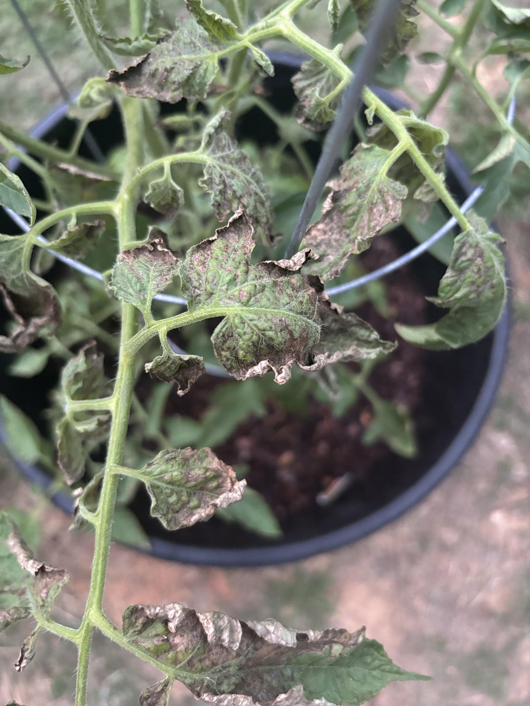 Question about tomato plant. - Dining and Cooking